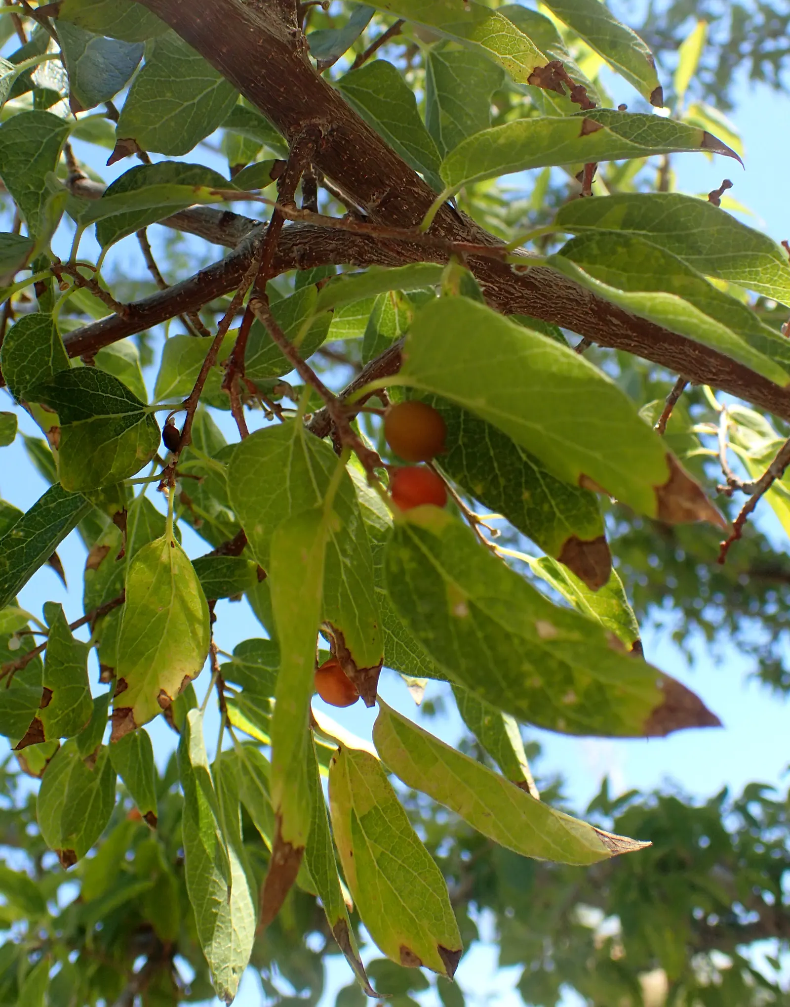 Sugar Hackberry (Celtis Laevigata) — rounded crown with slender; the Sugar Hackberry (Celtis laevigata) is a deciduous tree, image 70