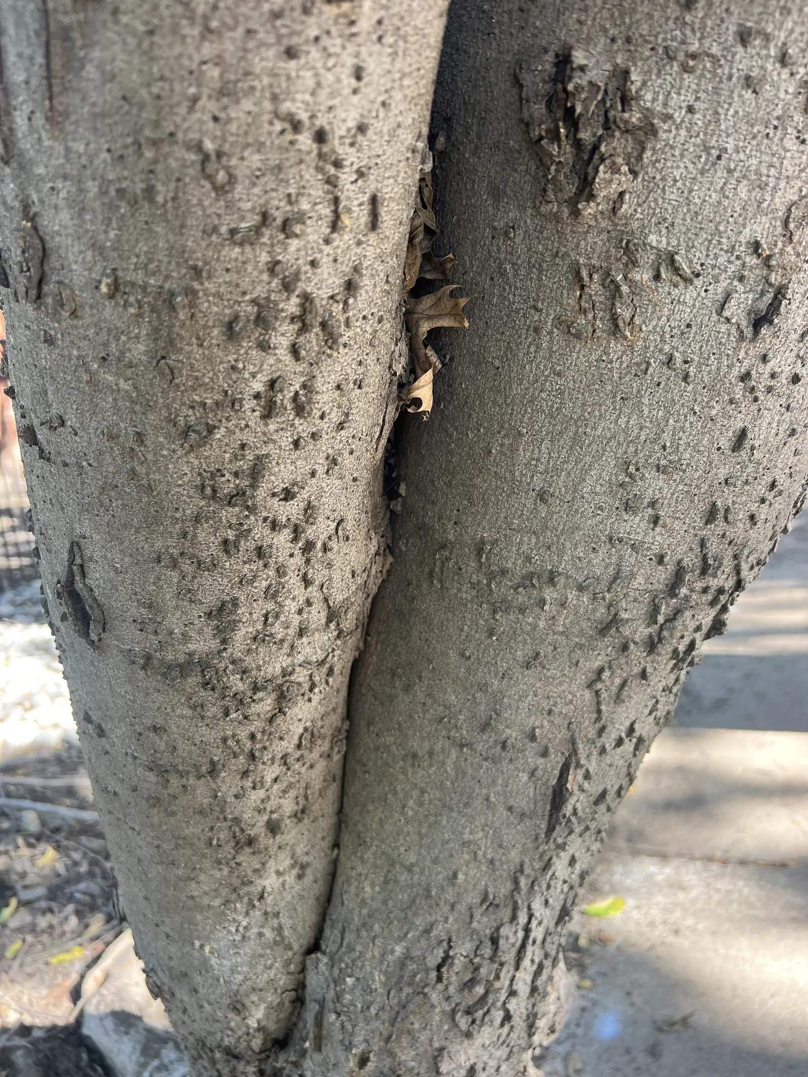 Sugar Hackberry (Celtis Laevigata) — they transform into a vibrant yellow