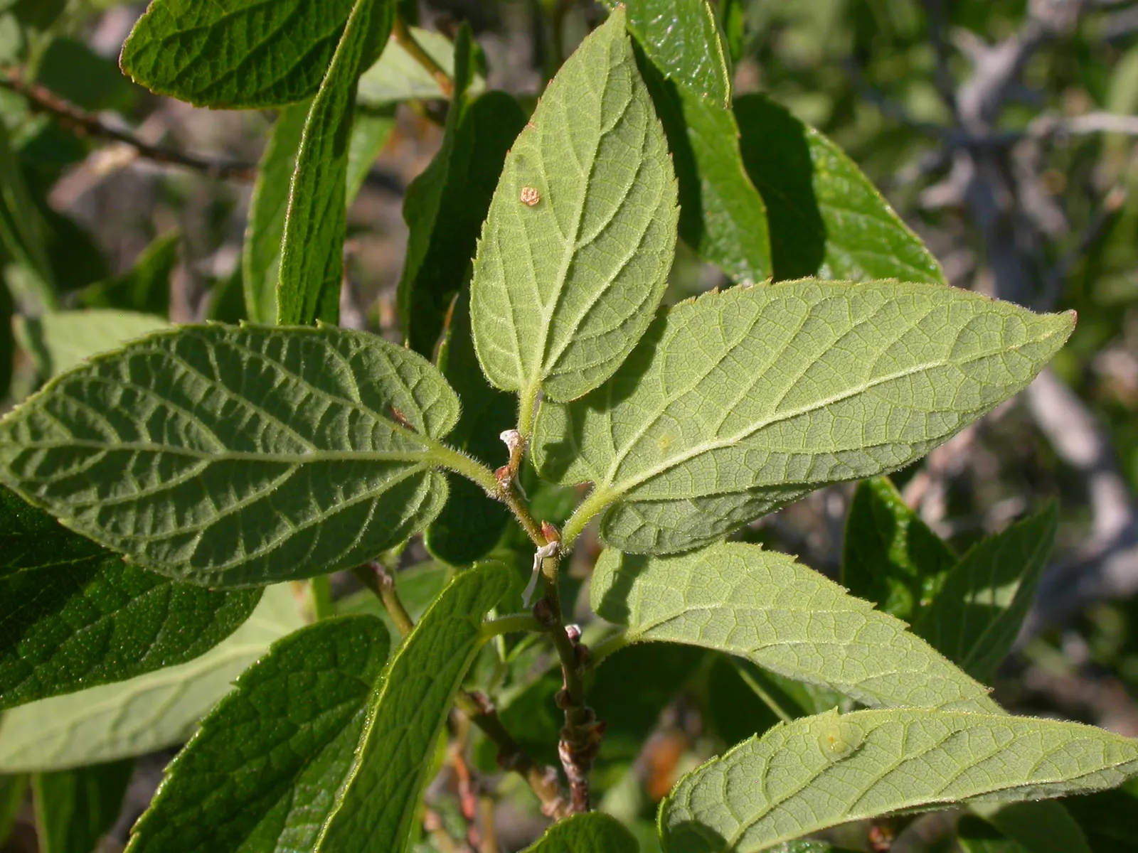 Sugar Hackberry (Celtis Laevigata) — Small, sweet berries attract wildlife