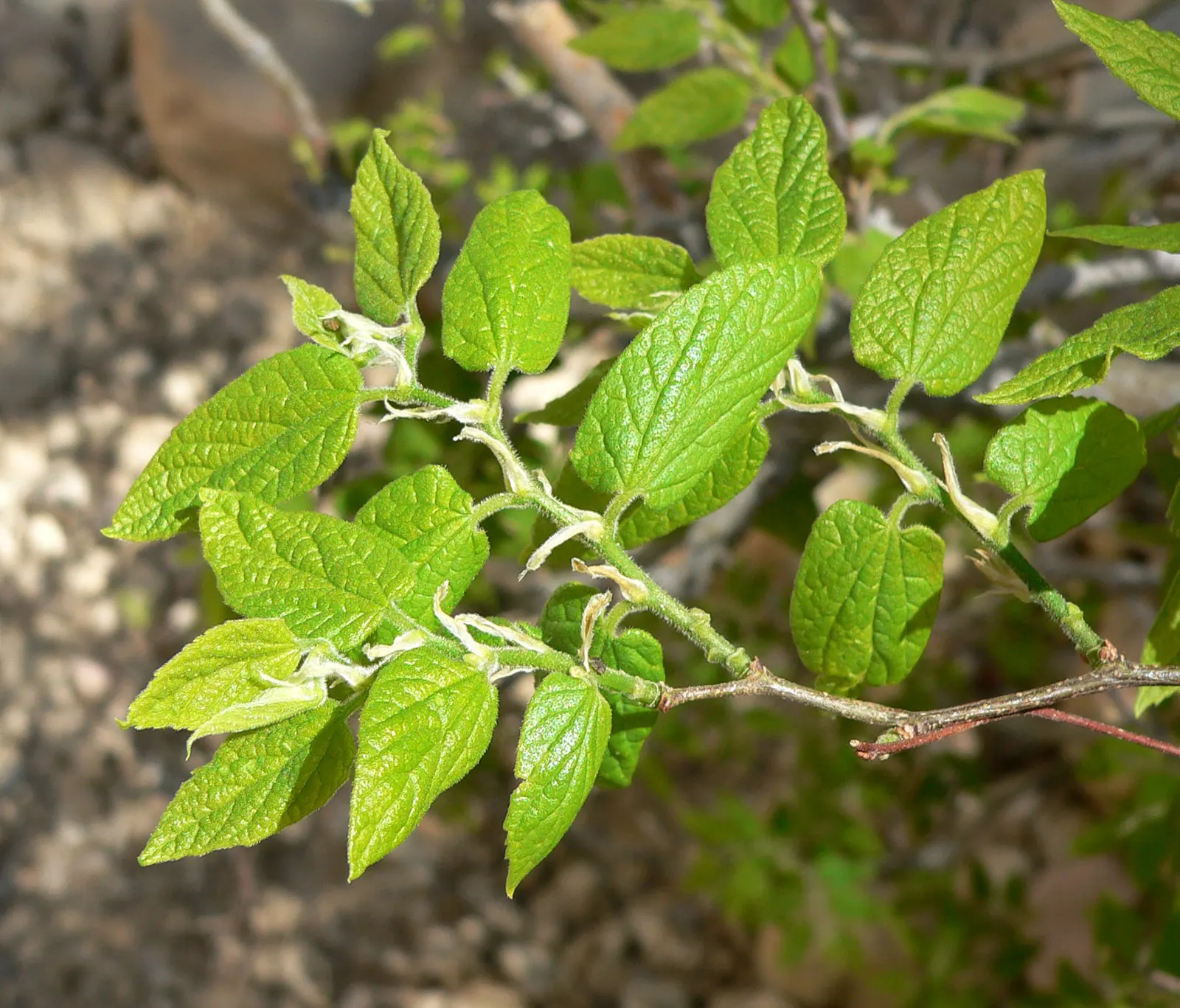 Sugar Hackberry (Celtis Laevigata) — rounded crown with slender; the Sugar Hackberry (Celtis laevigata) is a deciduous tree