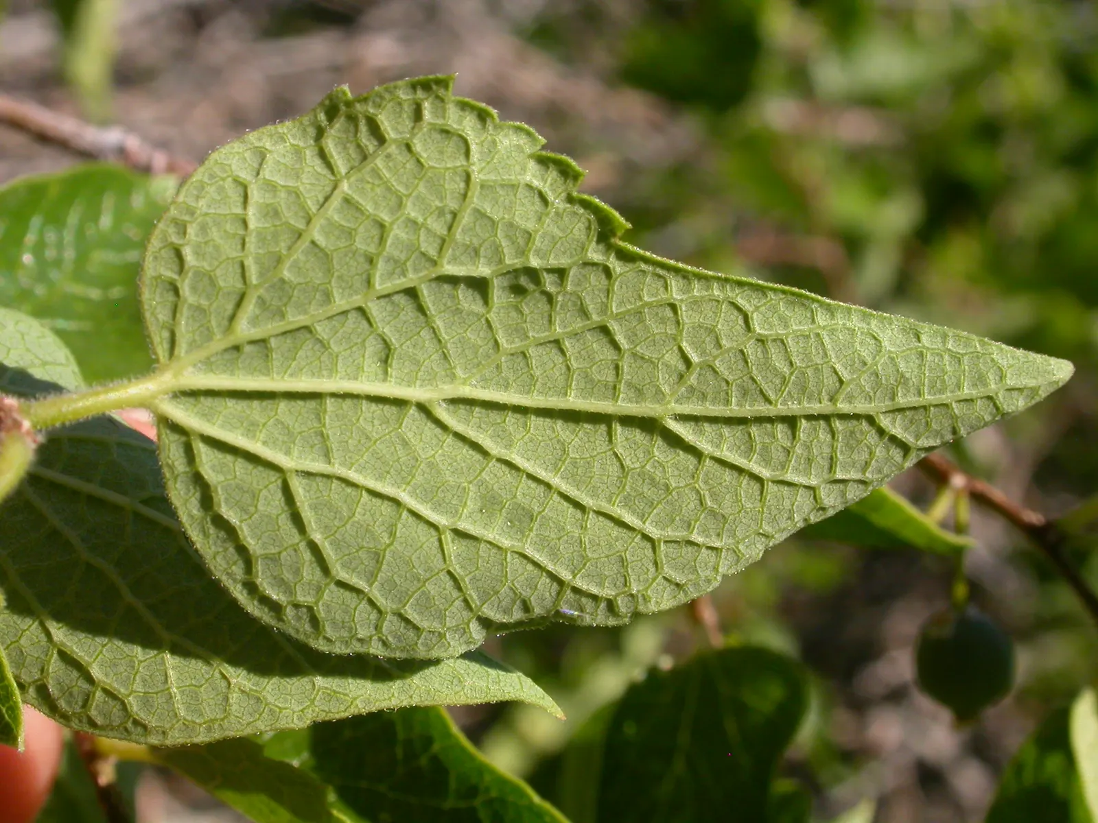 Sugar Hackberry (Celtis Laevigata) — this tree is valued for its ability to adapt to a variety of soil conditions