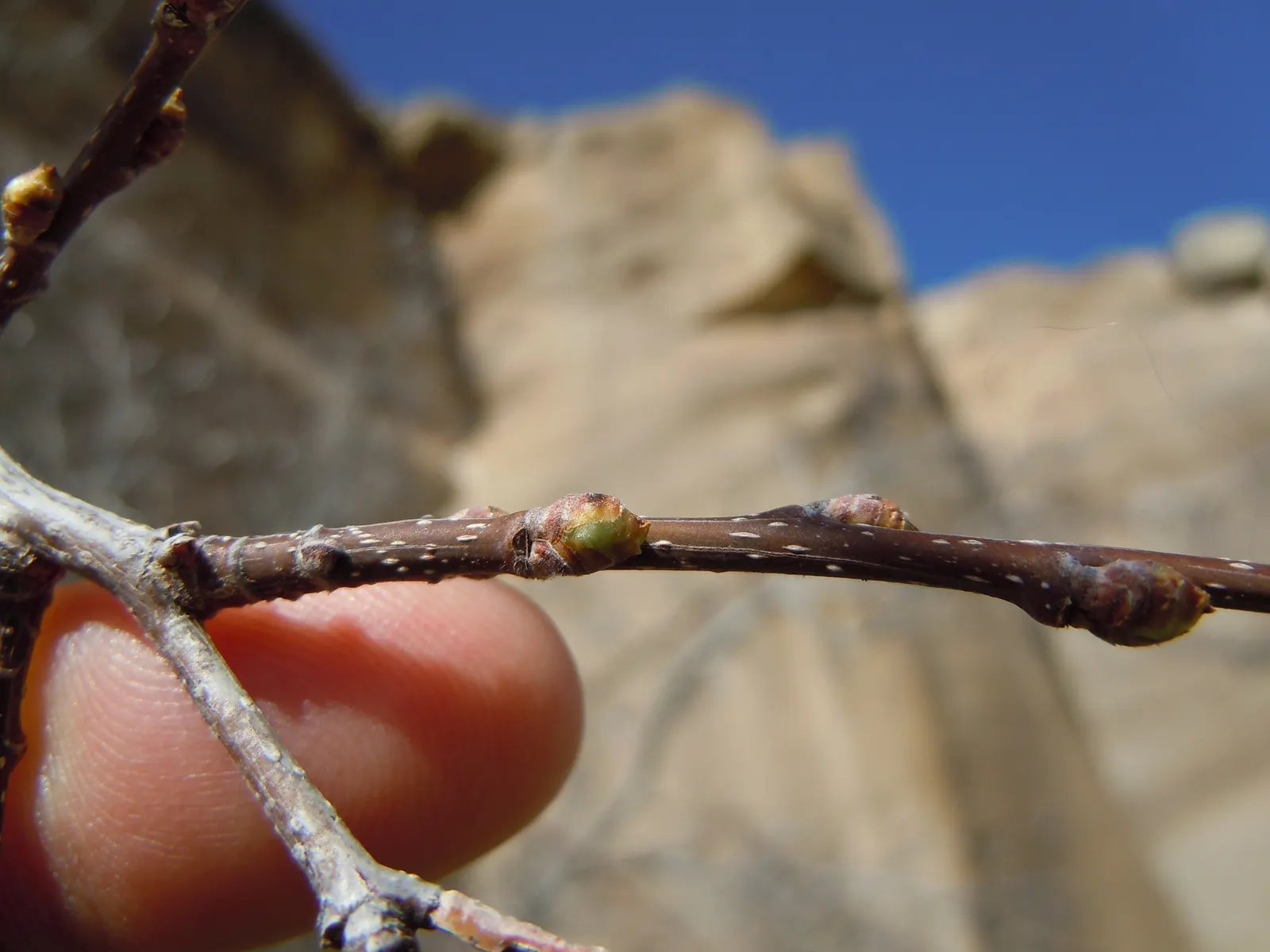 Sugar Hackberry (Celtis Laevigata) — adding a seasonal splash of color to the landscape