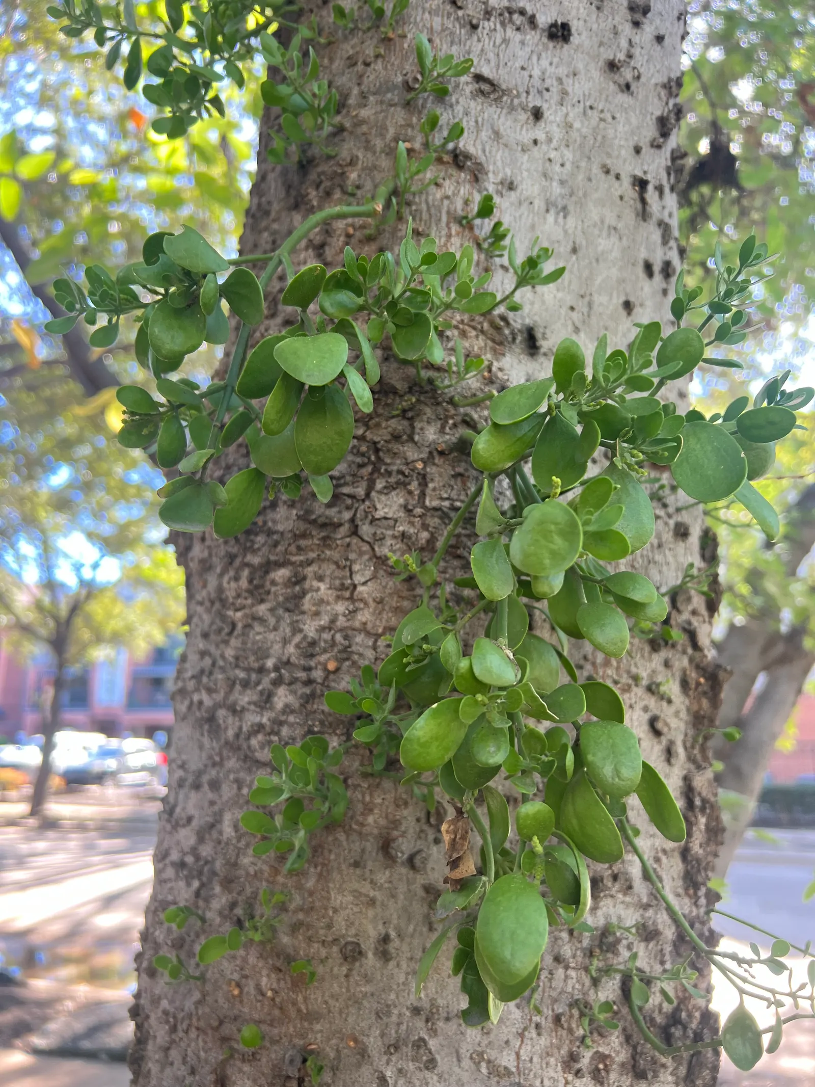 Sugar Hackberry (Celtis Laevigata) — deriving its name from the sweet fruit it produces; offering year-round interest and an inviting habitat for fauna