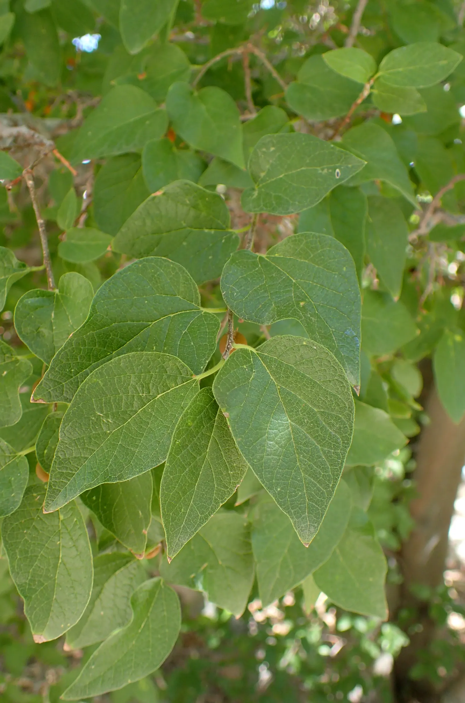 Sugar Hackberry (Celtis Laevigata) — tree for full; harboring a plethora of birds and small mammals.<br><br>Sturdy and long-lived