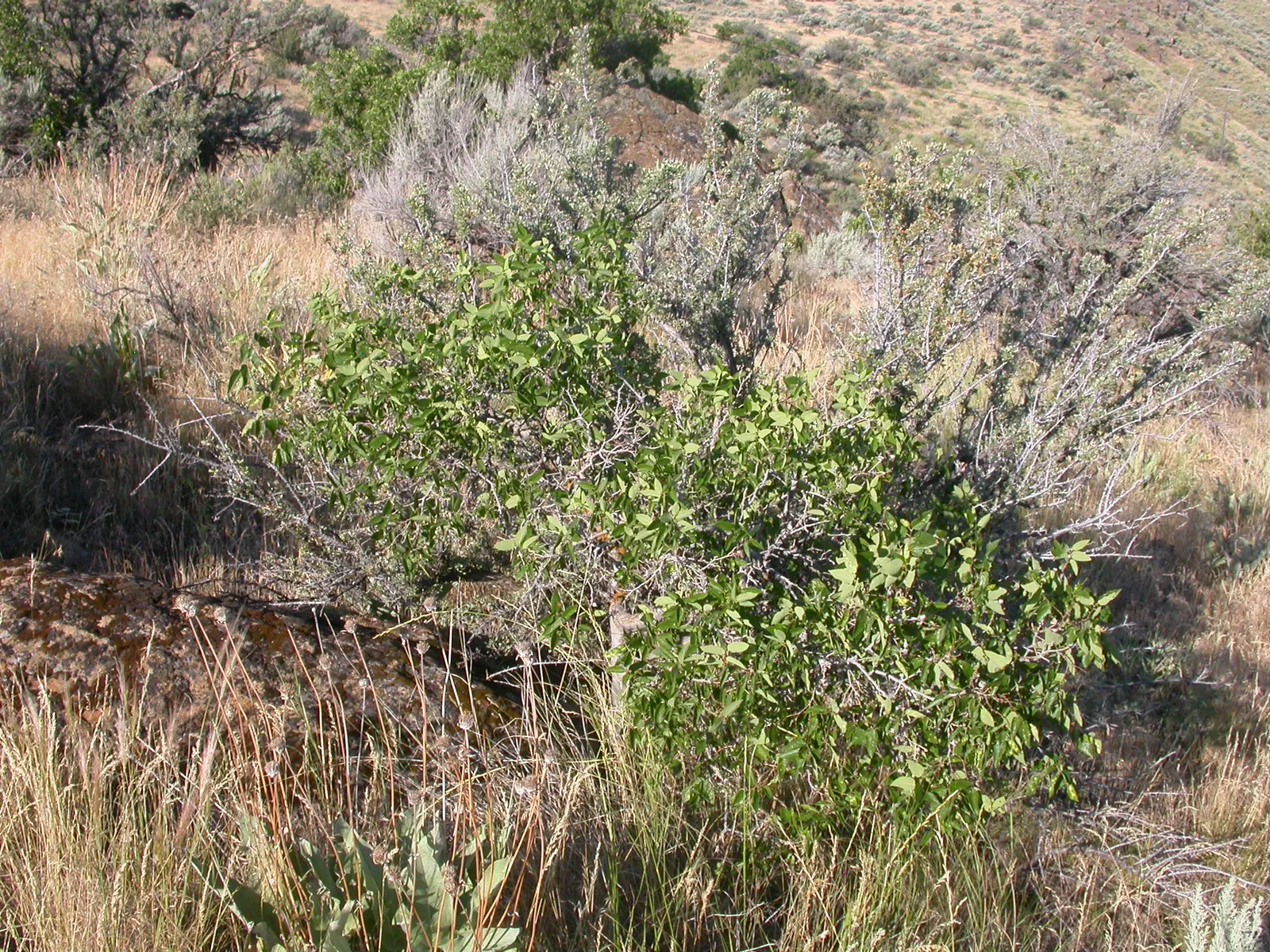 Sugar Hackberry (Celtis Laevigata) — often maturing to 40 to 60 feet wide, image 68