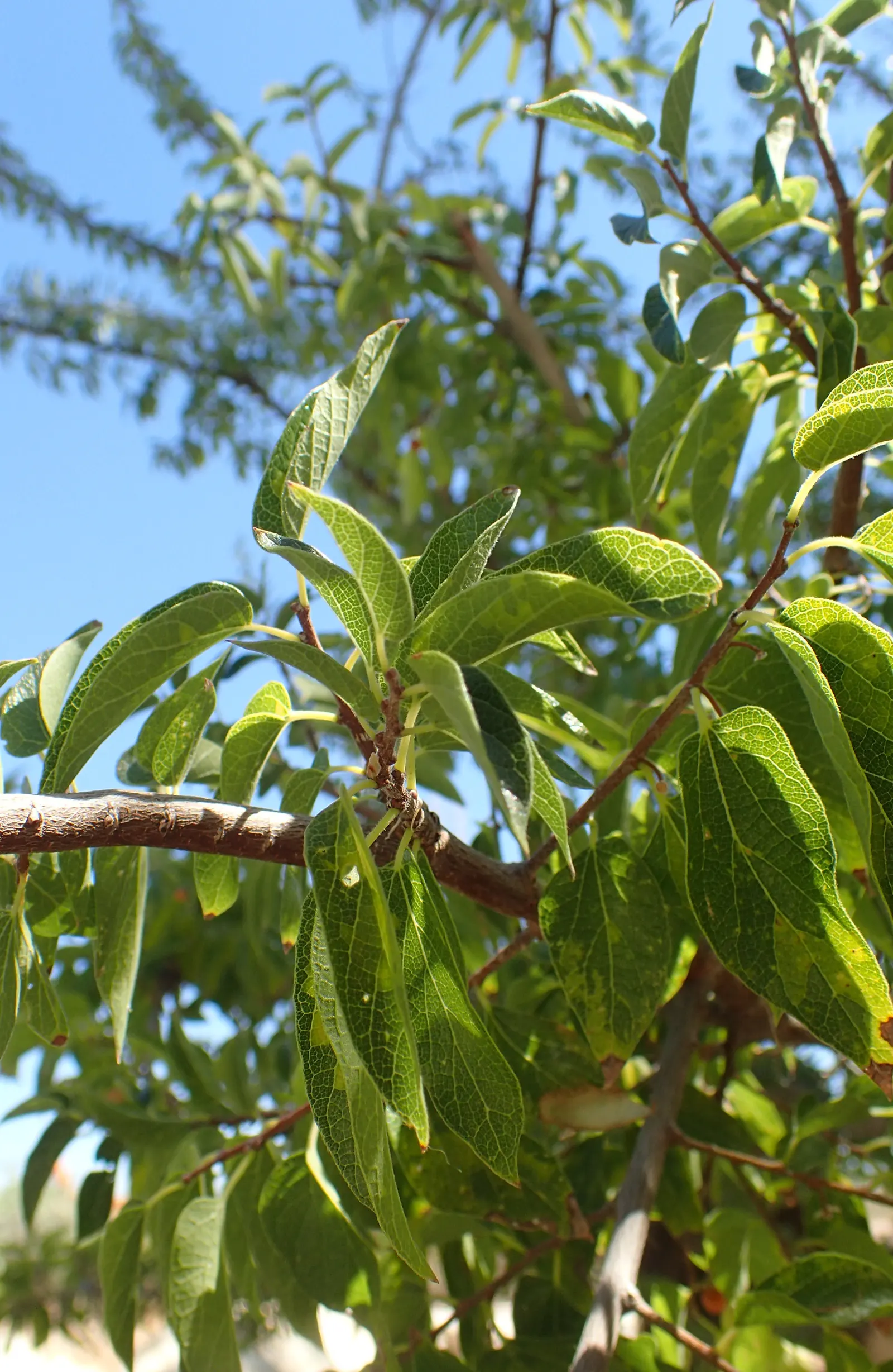 Sugar Hackberry (Celtis Laevigata) — Botanical Name: Celtis laevigata<br>Common Name: Sugar Hackberry<br><br>The Sugar Hackberry