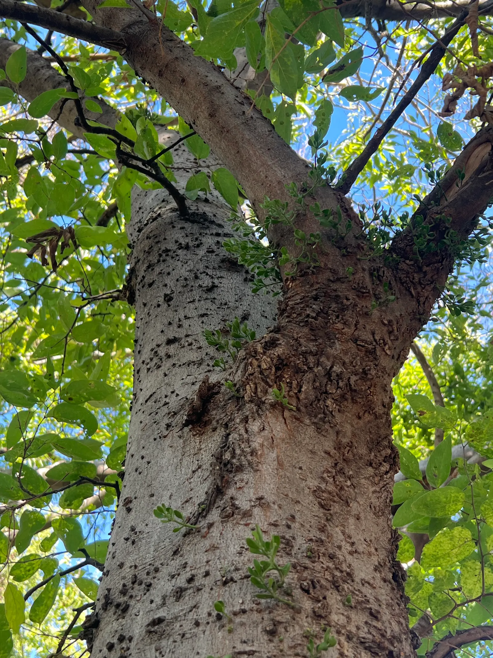 Sugar Hackberry (Celtis Laevigata) — Springtime blooms are inconspicuous