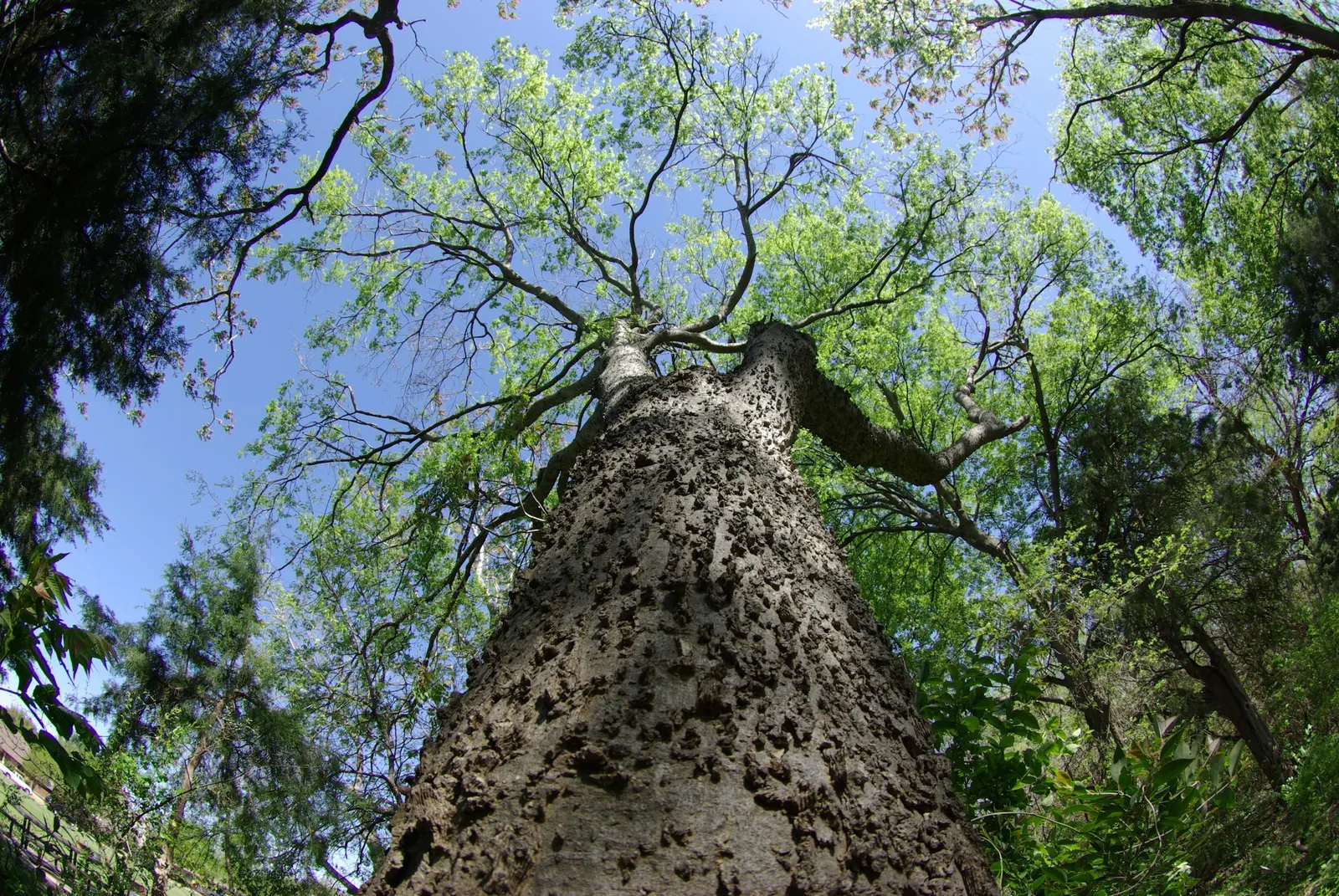 Sugar Hackberry (Celtis Laevigata) — particularly flourishing in the southern United States; typically reaching heights of 60 to 80 feet with a, image 64