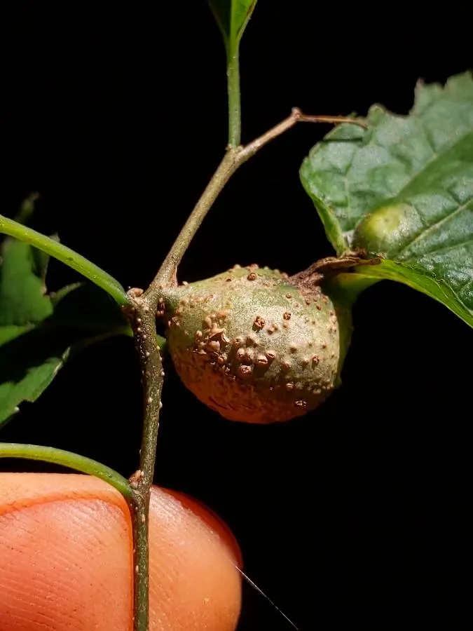 Sugar Hackberry (Celtis Laevigata) — often maturing to 40 to 60 feet wide