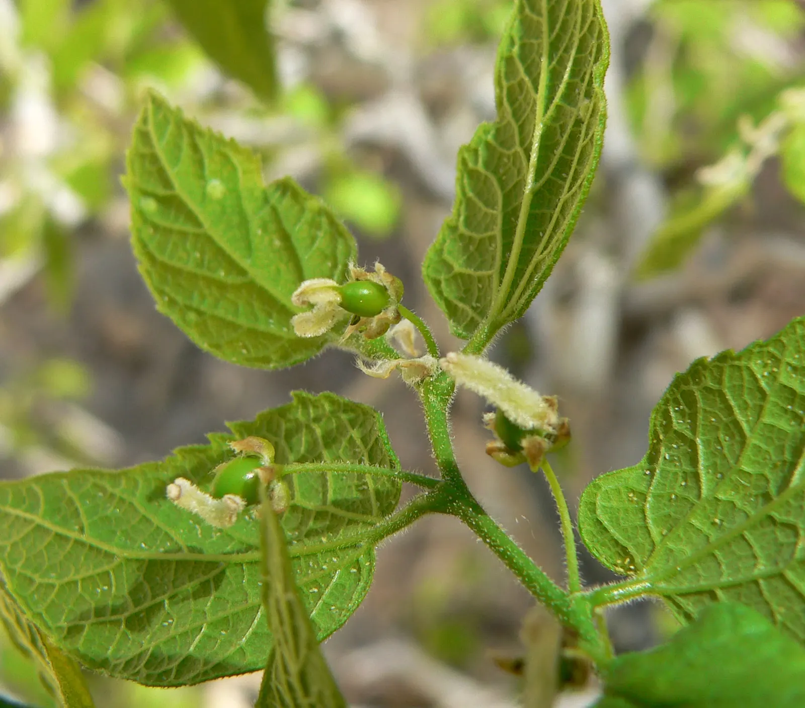 Sugar Hackberry (Celtis Laevigata) — they transform into a vibrant yellow; reaching heights of 60-80 feet with a spread of 40-60 feet