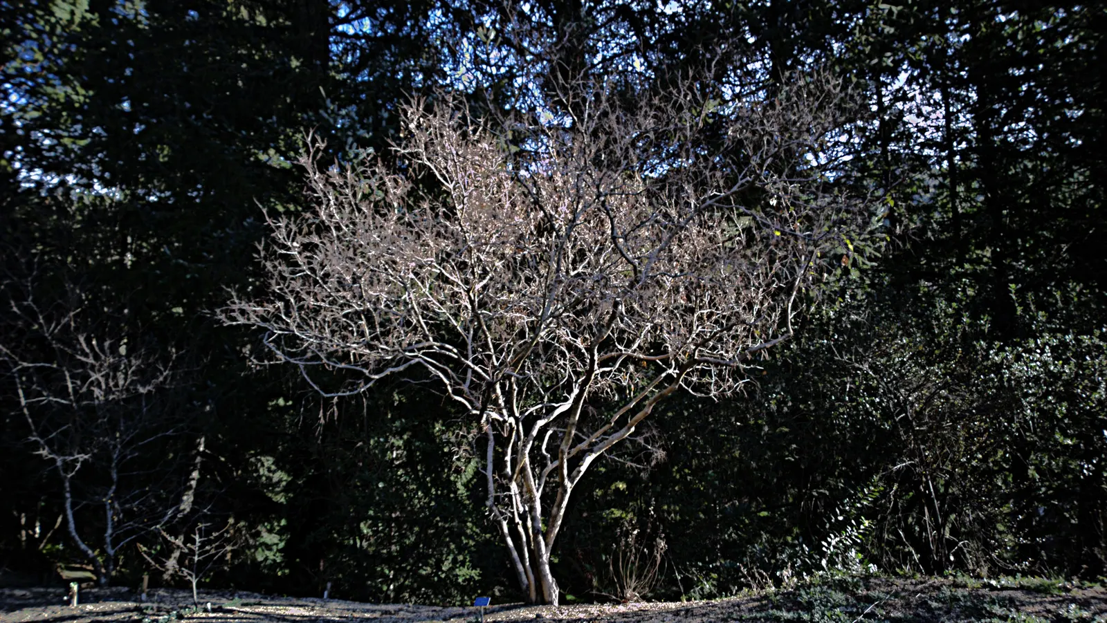 Sugar Hackberry (Celtis Laevigata) — which provide ample shade in summer months.<br><br>Foliage is a vibrant green