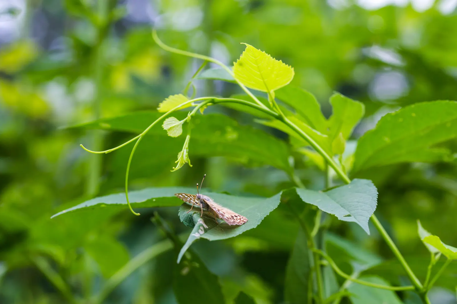 Sugar Hackberry (Celtis Laevigata) — adding a seasonal splash of color to the landscape; is a deciduous tree native to North America