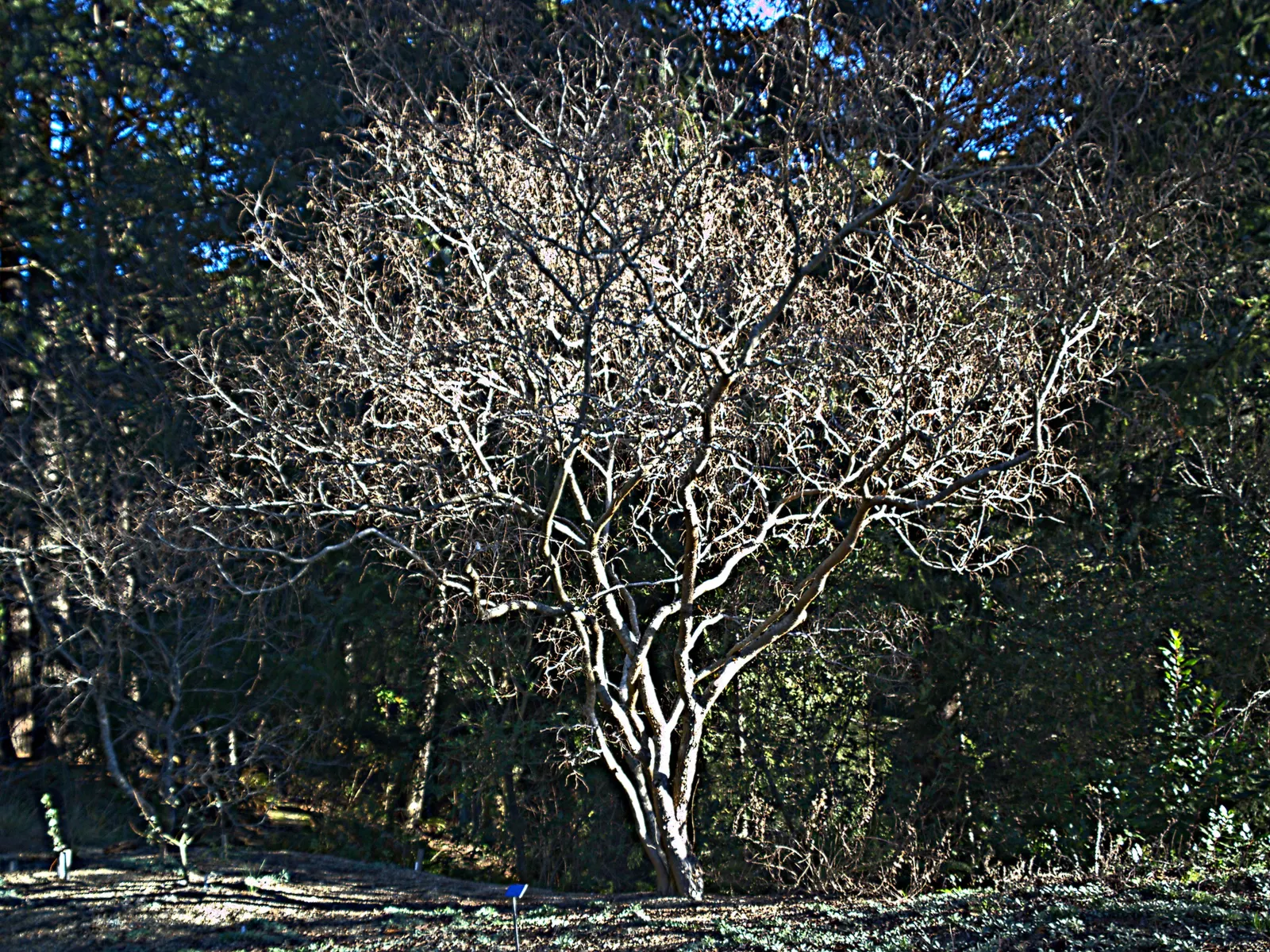 Sugar Hackberry (Celtis Laevigata) — offering year-round interest and an inviting habitat for fauna