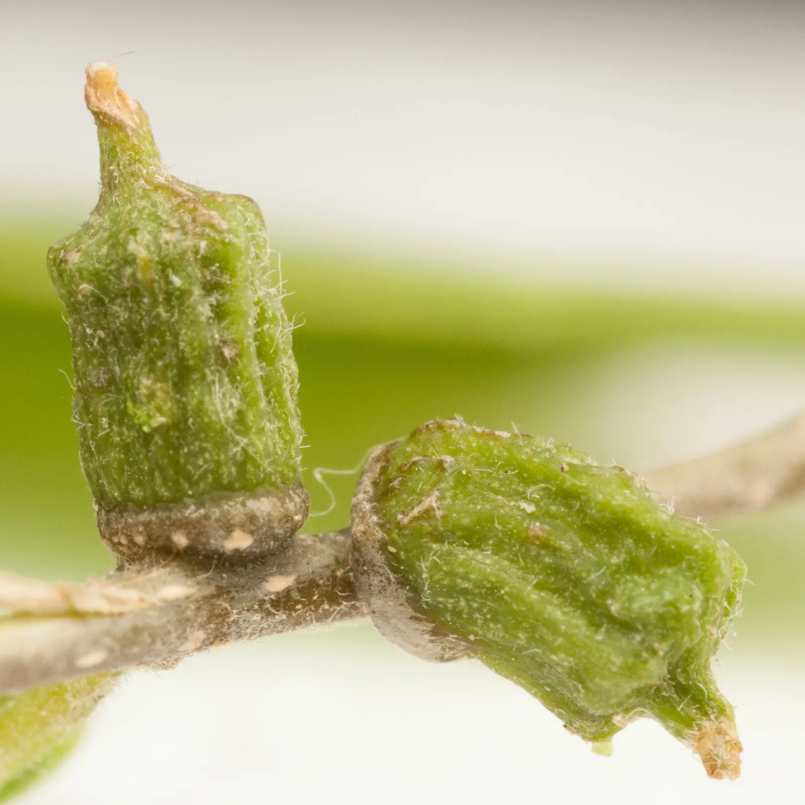 Sugar Hackberry (Celtis Laevigata) — harboring a plethora of birds and small mammals.<br><br>Sturdy and long-lived; it has a rounded canopy of ovate, glossy