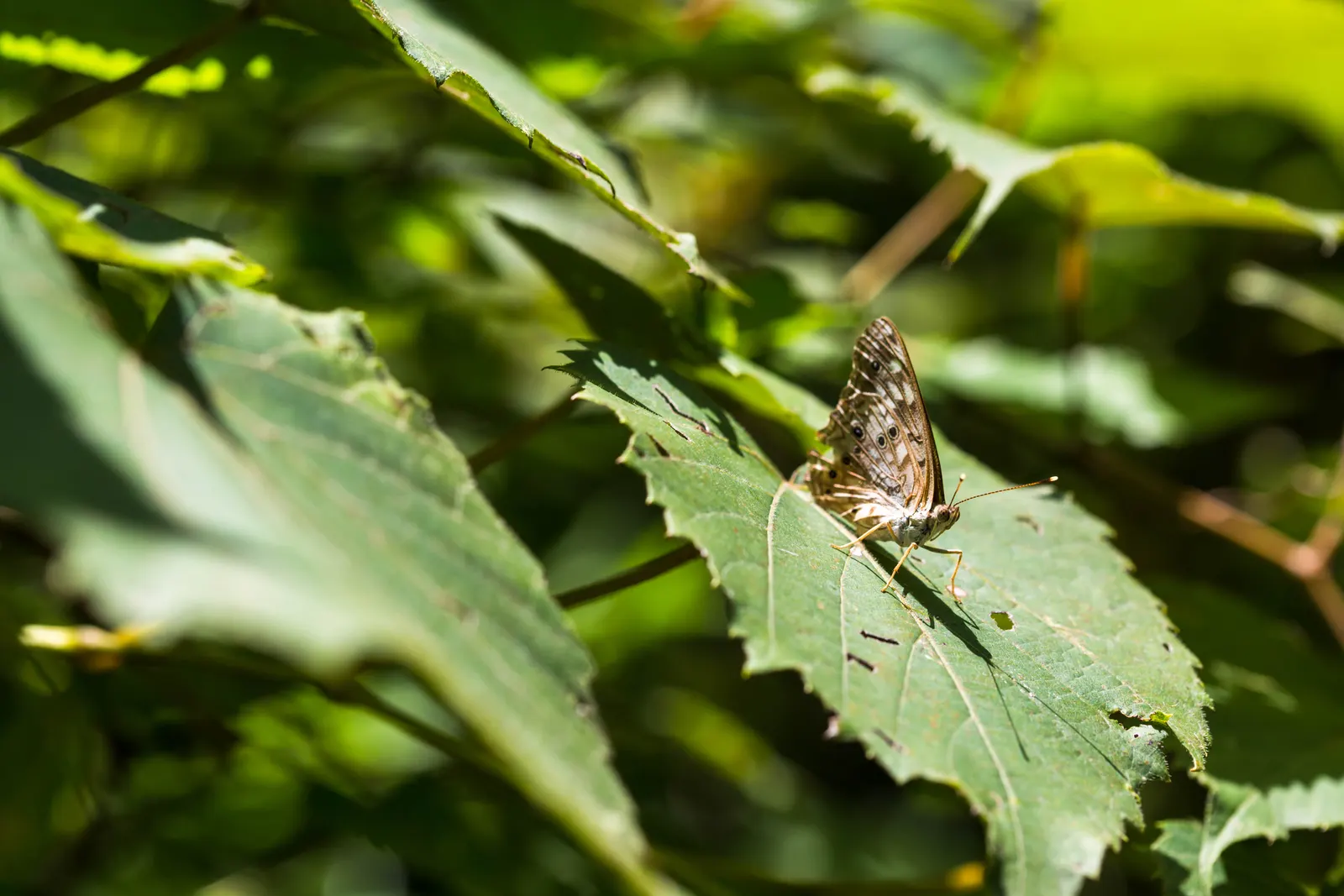 Sugar Hackberry (Celtis Laevigata) — tree for full