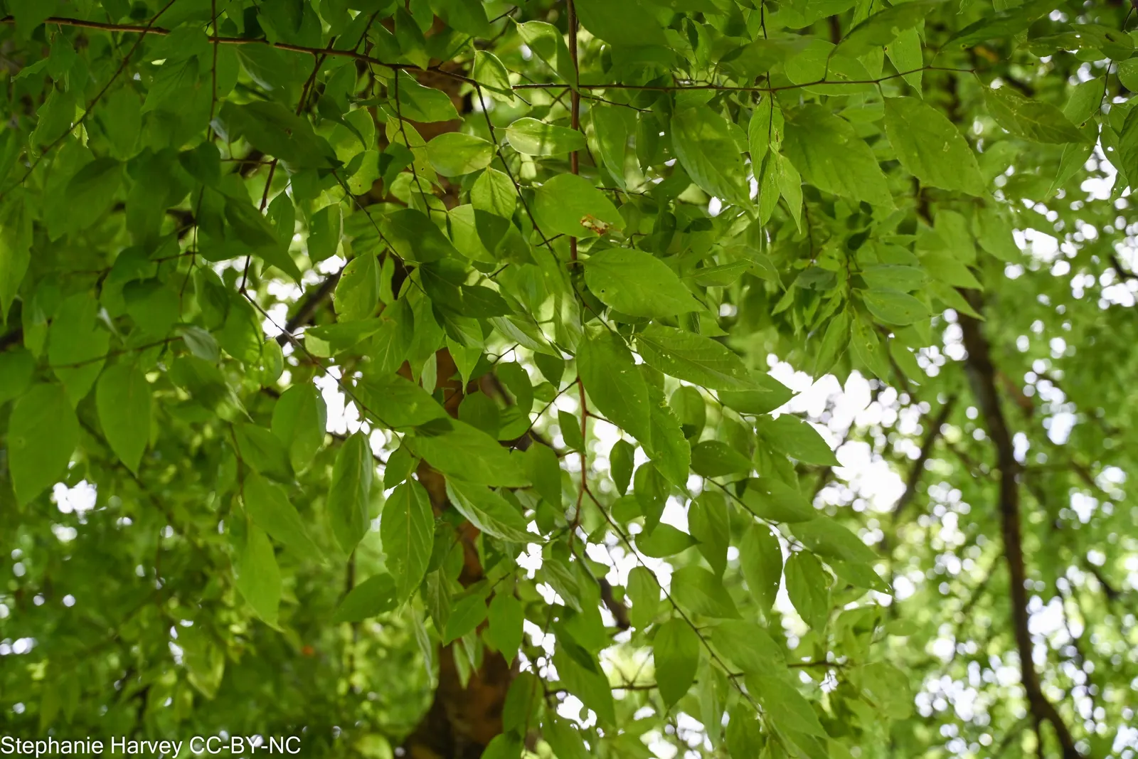 Sugar Hackberry (Celtis Laevigata) — This hardy species tolerates a variety of soil types and is drought-resistant once established; the Sugar, image 58