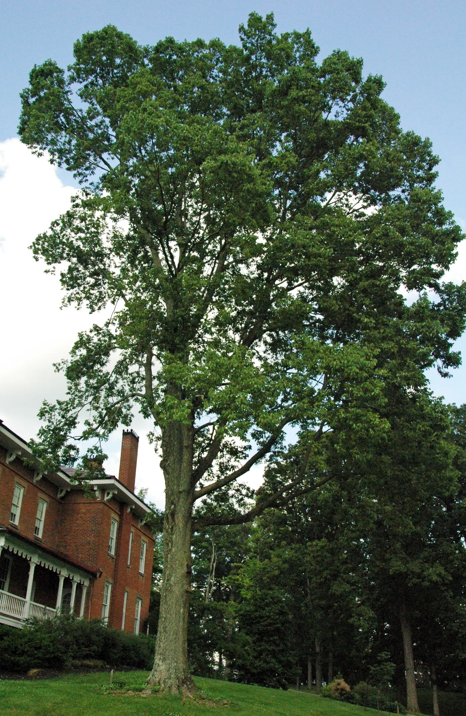 Sugar Hackberry (Celtis Laevigata) — The Sugar Hackberry boasts an elegant; adding a seasonal splash of color to the landscape