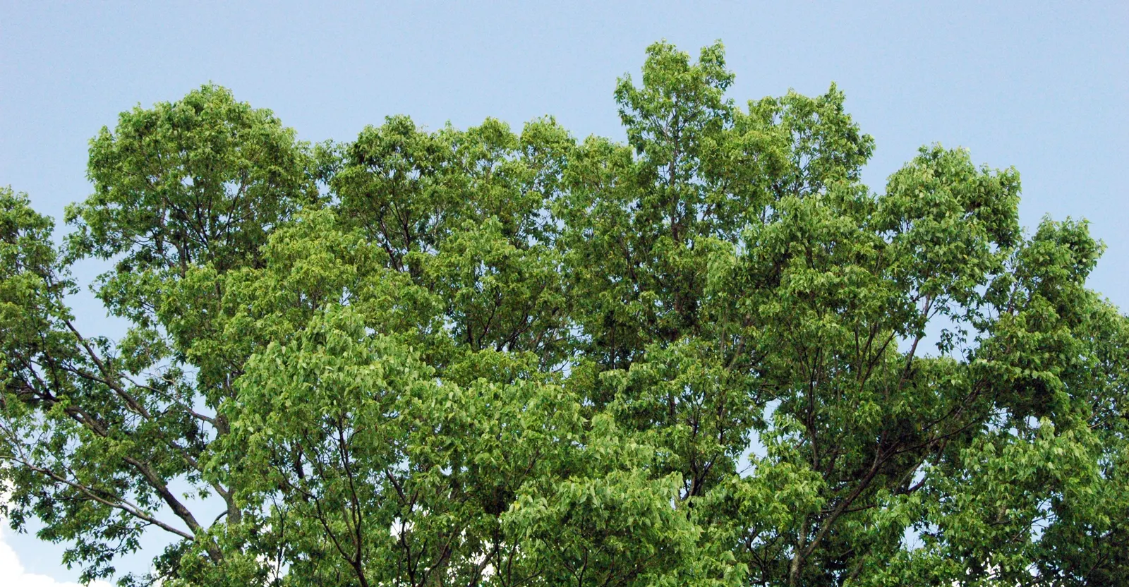 Sugar Hackberry (Celtis Laevigata) — this tree is valued for its ability to adapt to a variety of soil conditions; they transform into a vibrant yellow