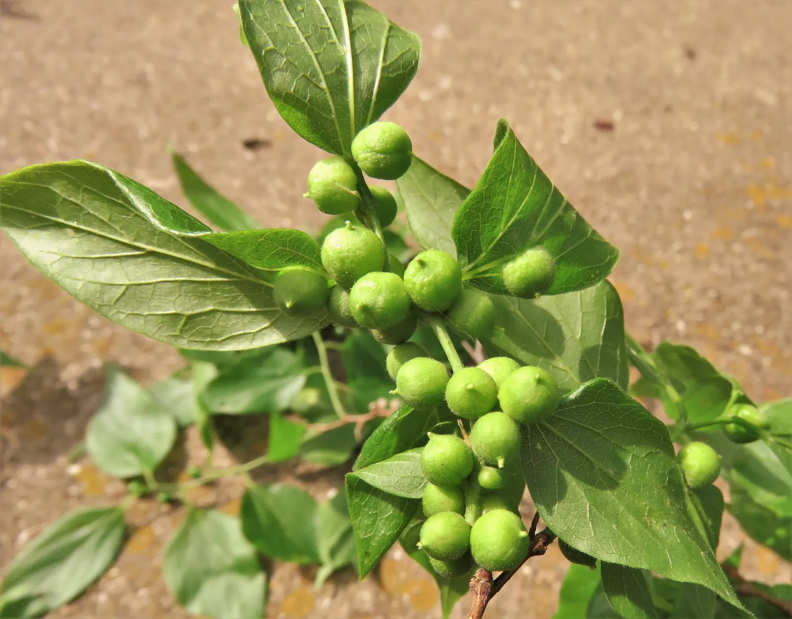 Sugar Hackberry (Celtis Laevigata) — The Sugar Hackberry (Celtis laevigata) is a deciduous tree; this hardy species tolerates a variety of soil, image 55