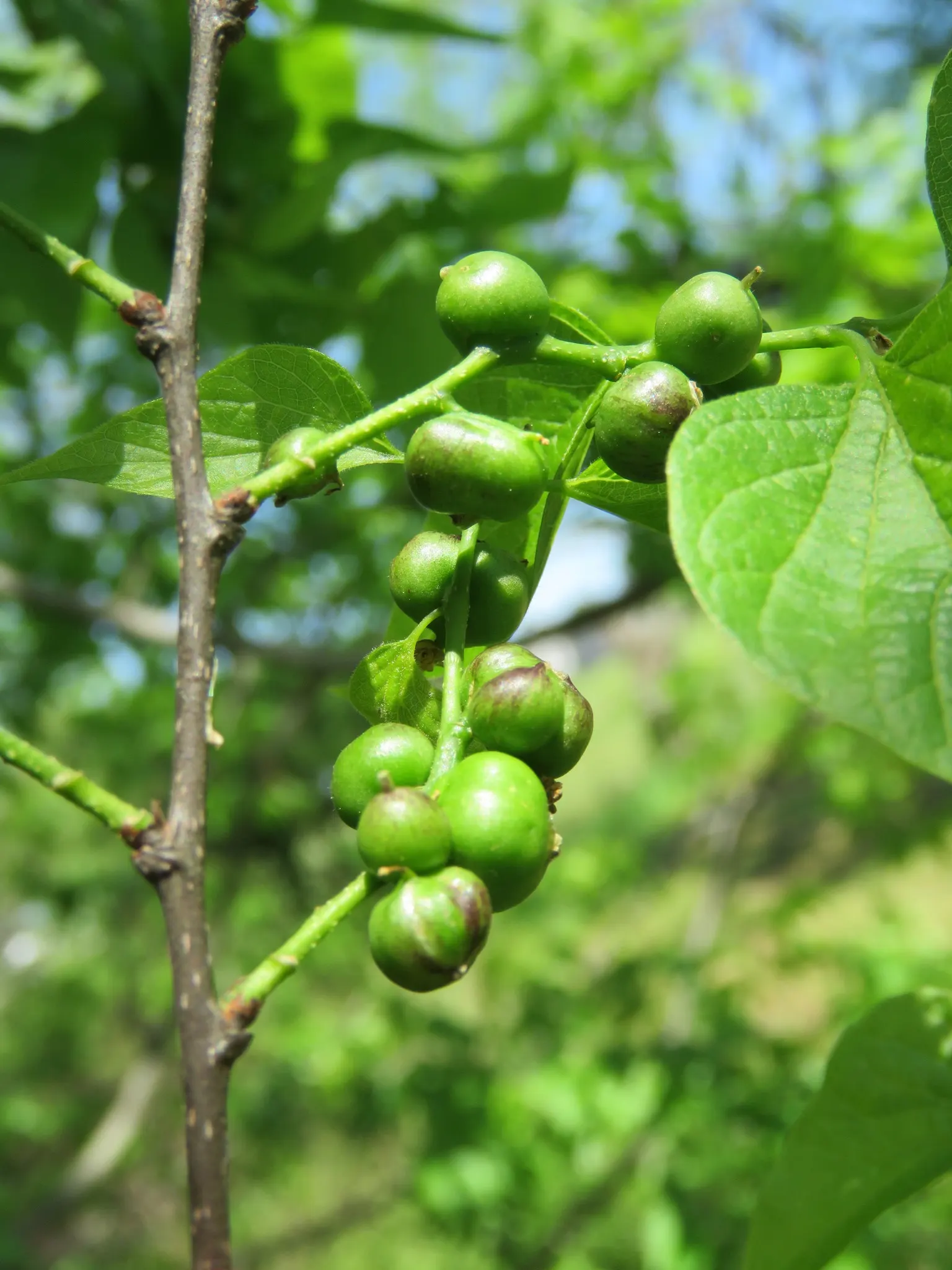 Sugar Hackberry (Celtis Laevigata) — Botanical Name: Celtis laevigata<br>Common Name: Sugar Hackberry<br><br>The Sugar Hackberry; with leaves, image 61