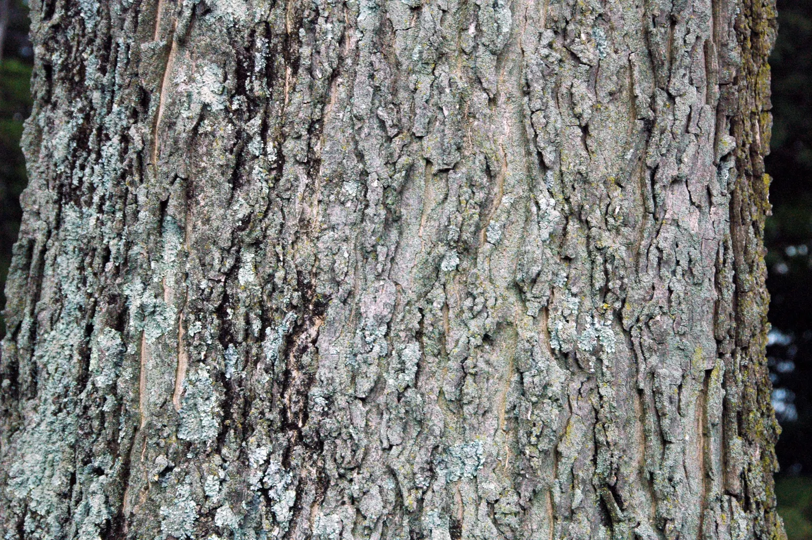 Sugar Hackberry (Celtis Laevigata) — The Sugar Hackberry (Celtis laevigata) is a deciduous tree