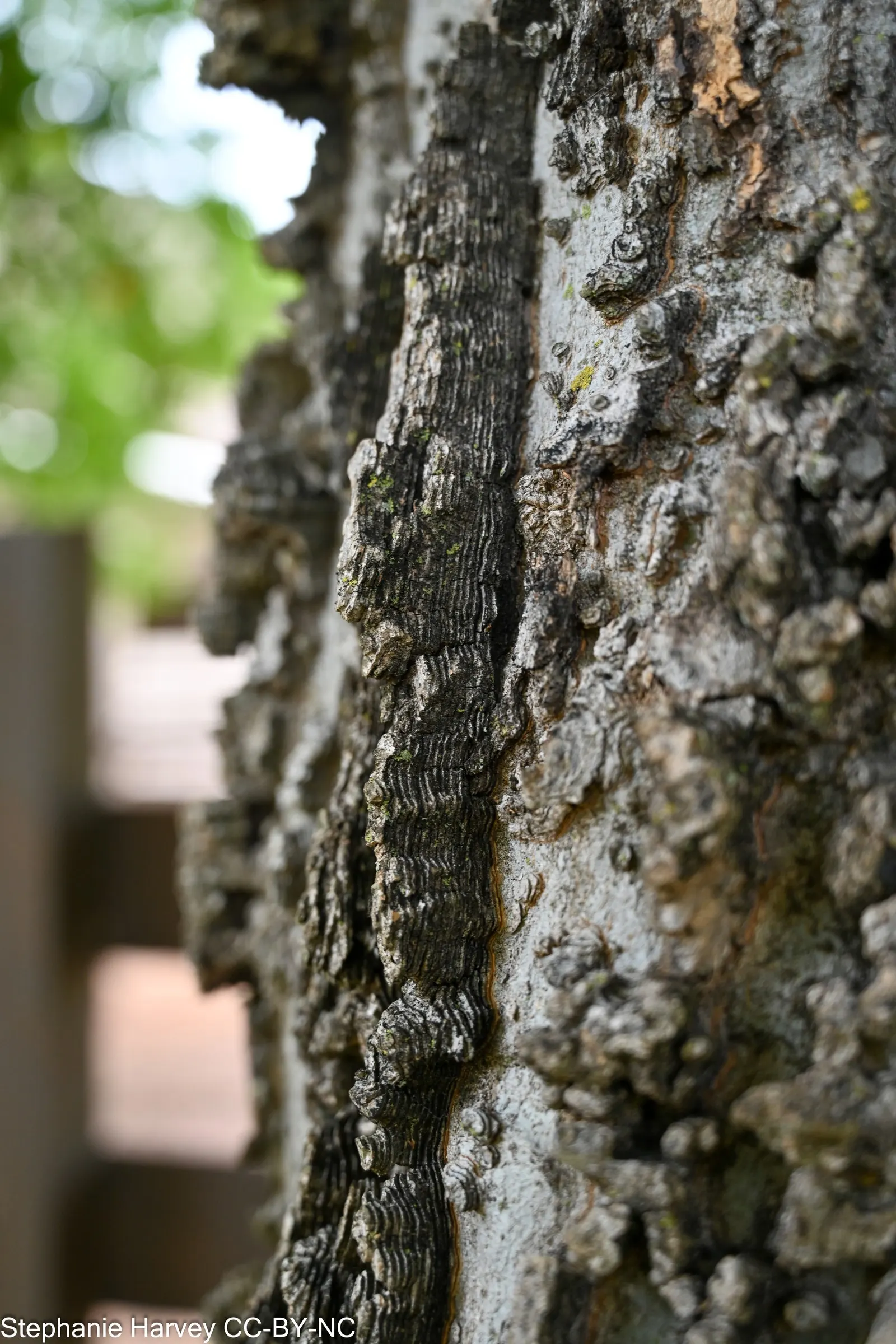 Sugar Hackberry (Celtis Laevigata) — It's an excellent shade tree for large spaces in USDA zones 5‚Äì9; it thrives in full sun to partial shade and, image 60