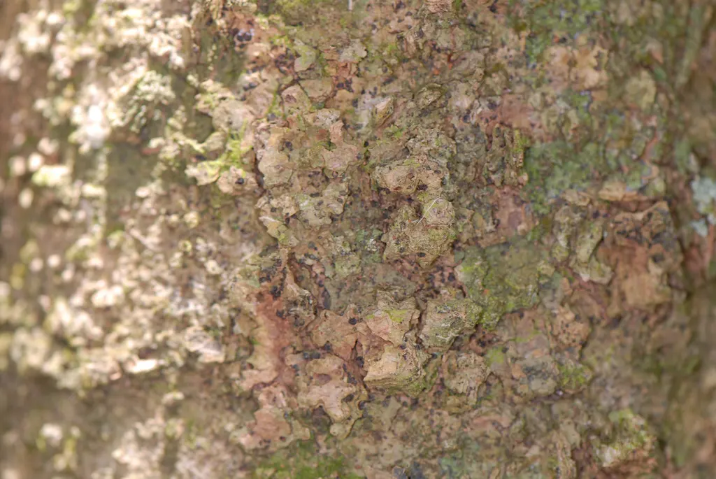 Sugar Hackberry (Celtis Laevigata) — the Sugar Hackberry is a resilient choice for any landscape design; particularly flourishing in the southern United States