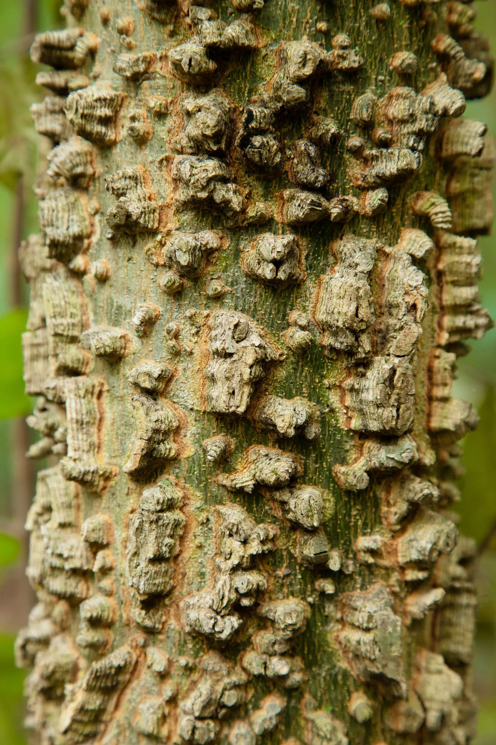 Sugar Hackberry (Celtis Laevigata) — Botanical Name: Celtis laevigata<br>Common Name: Sugar Hackberry<br><br>The Sugar Hackberry; with leaves reaching lengths