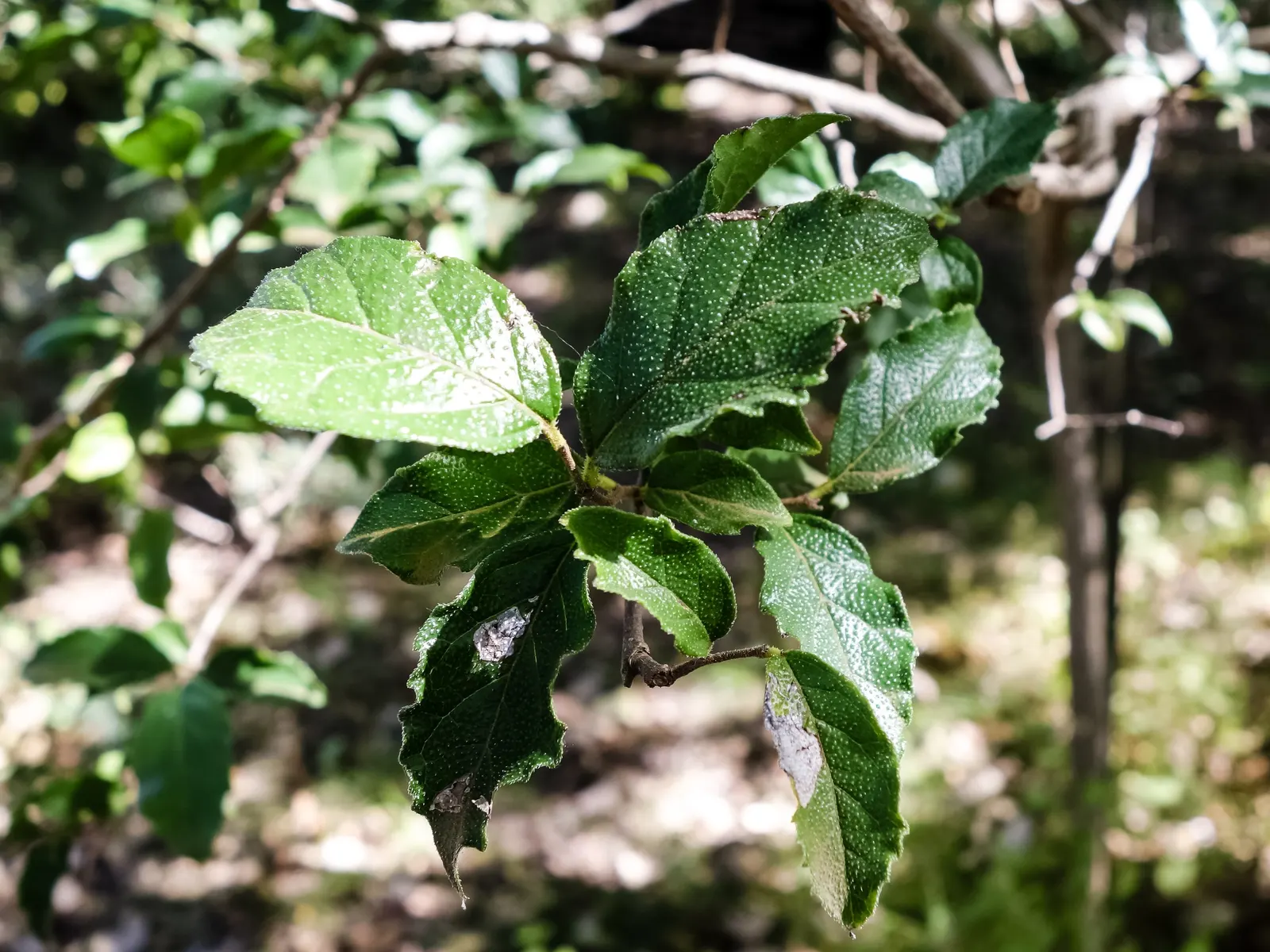 Sugar Hackberry (Celtis Laevigata) — slightly arching branches; deriving its name from the sweet fruit it produces, image 71