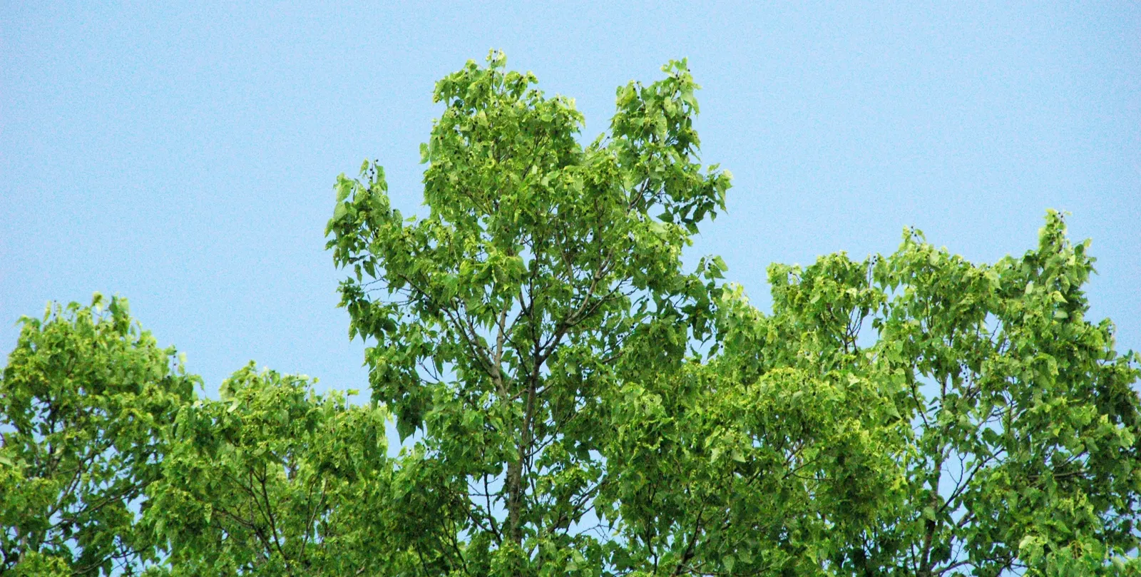 Sugar Hackberry (Celtis Laevigata) — It has a rounded canopy of ovate, glossy green leaves and a grey, warty bark; which provide ample shade in summer
