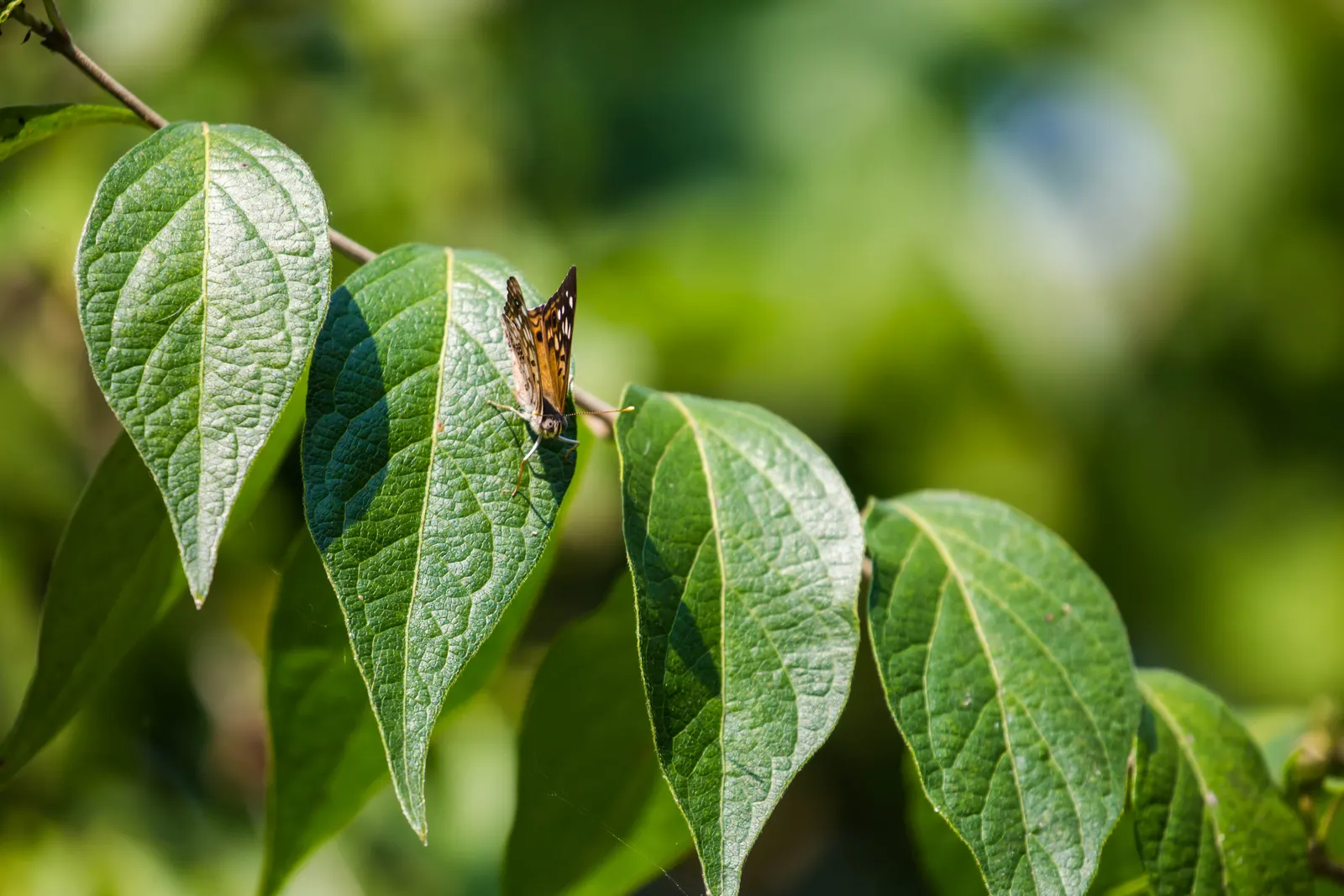 Sugar Hackberry (Celtis Laevigata) — the Sugar Hackberry is a resilient choice for any landscape design
