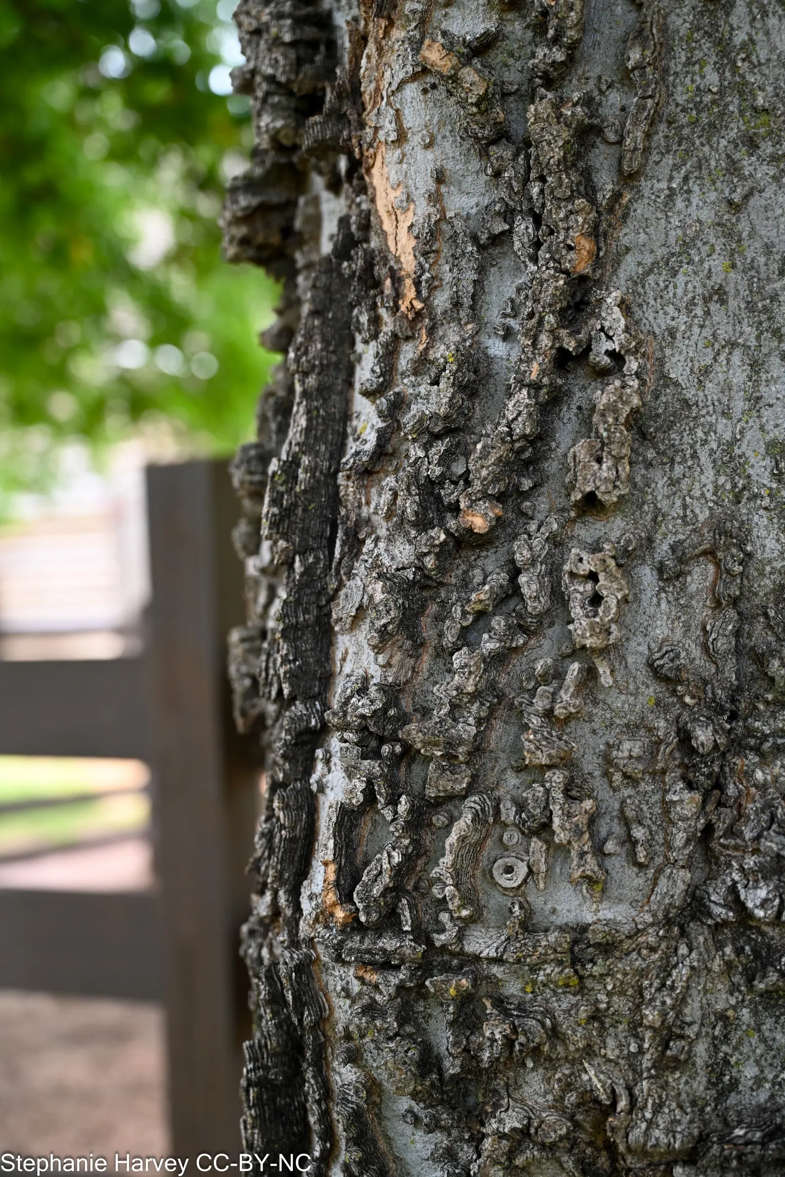 Sugar Hackberry (Celtis Laevigata) — with leaves reaching lengths of 2 to 4 inches; springtime blooms are inconspicuous, image 73