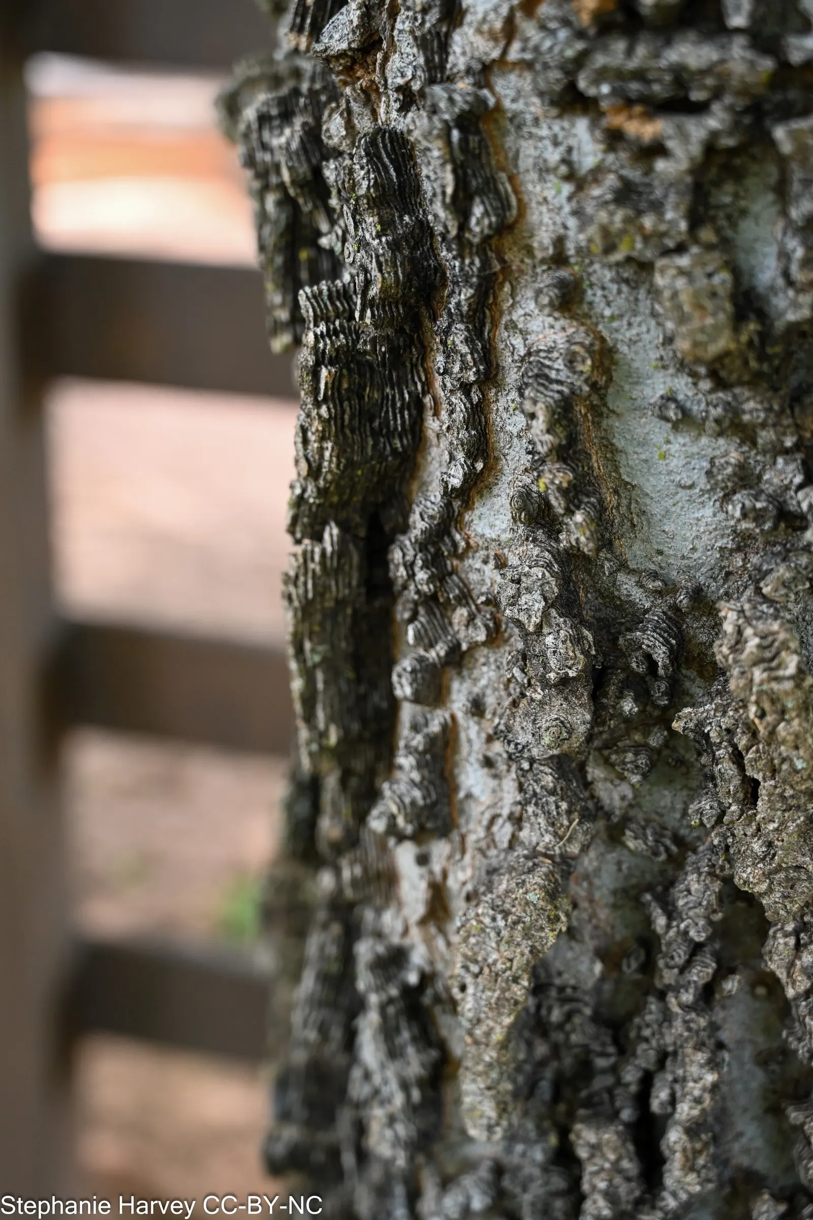 Sugar Hackberry (Celtis Laevigata) — this tree is valued for its ability to adapt to a variety of soil conditions; they transform into a vibrant, image 65