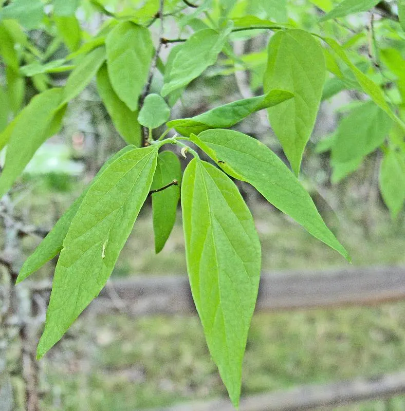 Sugar Hackberry (Celtis Laevigata) — It thrives in full sun to partial shade and exhibits remarkable tolerance to urban pollution