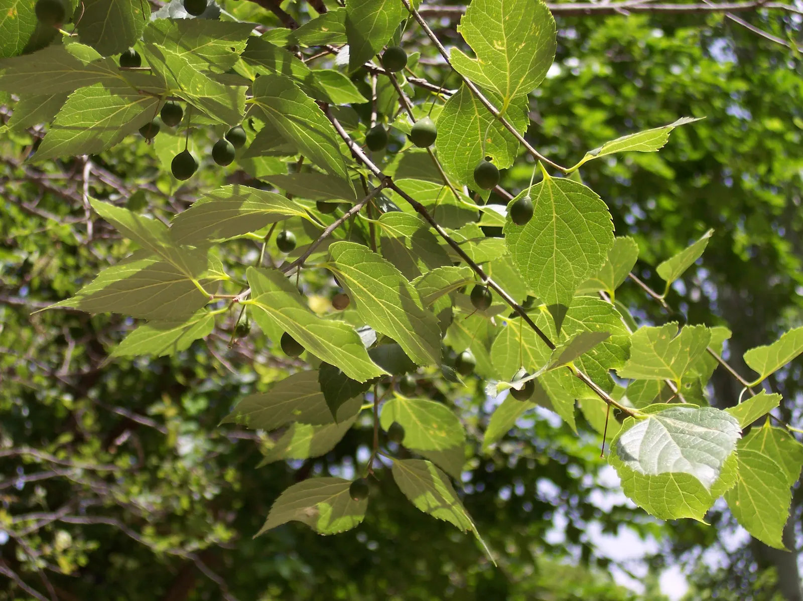 Sugar Hackberry (Celtis Laevigata) — deriving its name from the sweet fruit it produces