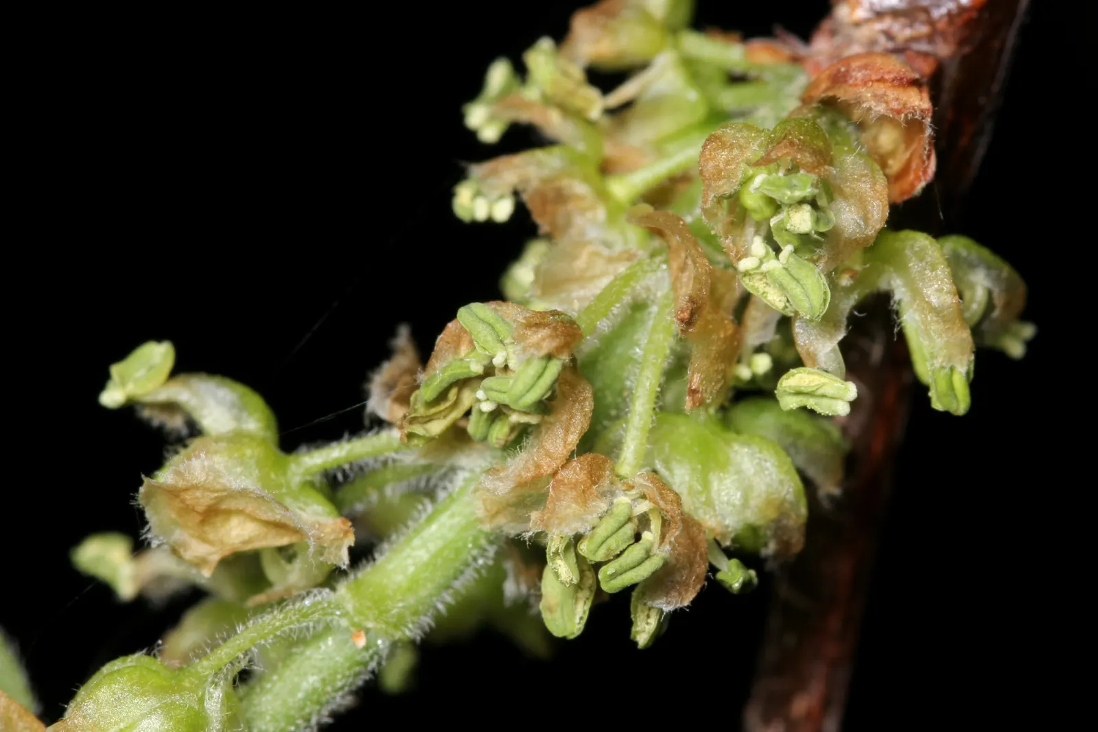 Sugar Hackberry (Celtis Laevigata) — rounded crown with slender