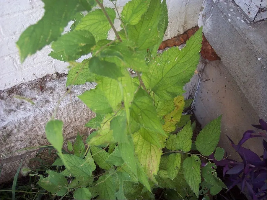 Sugar Hackberry (Celtis Laevigata) — It thrives in full sun to partial shade and exhibits remarkable tolerance to urban pollution; tree for full, image 66