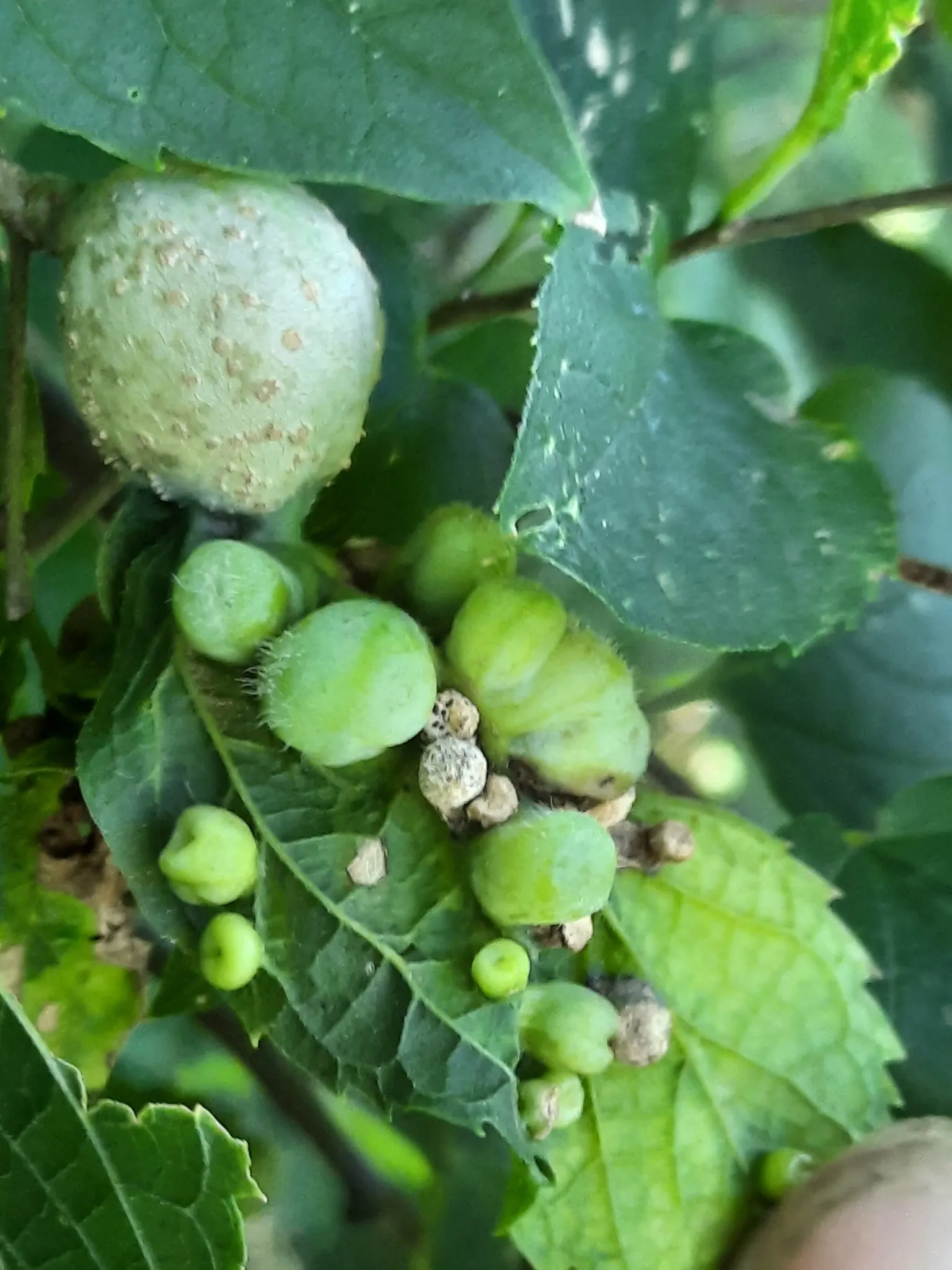 Sugar Hackberry (Celtis Laevigata) — but the orange-red to dark purple berries that follow are a boon for local wildlife, image 50
