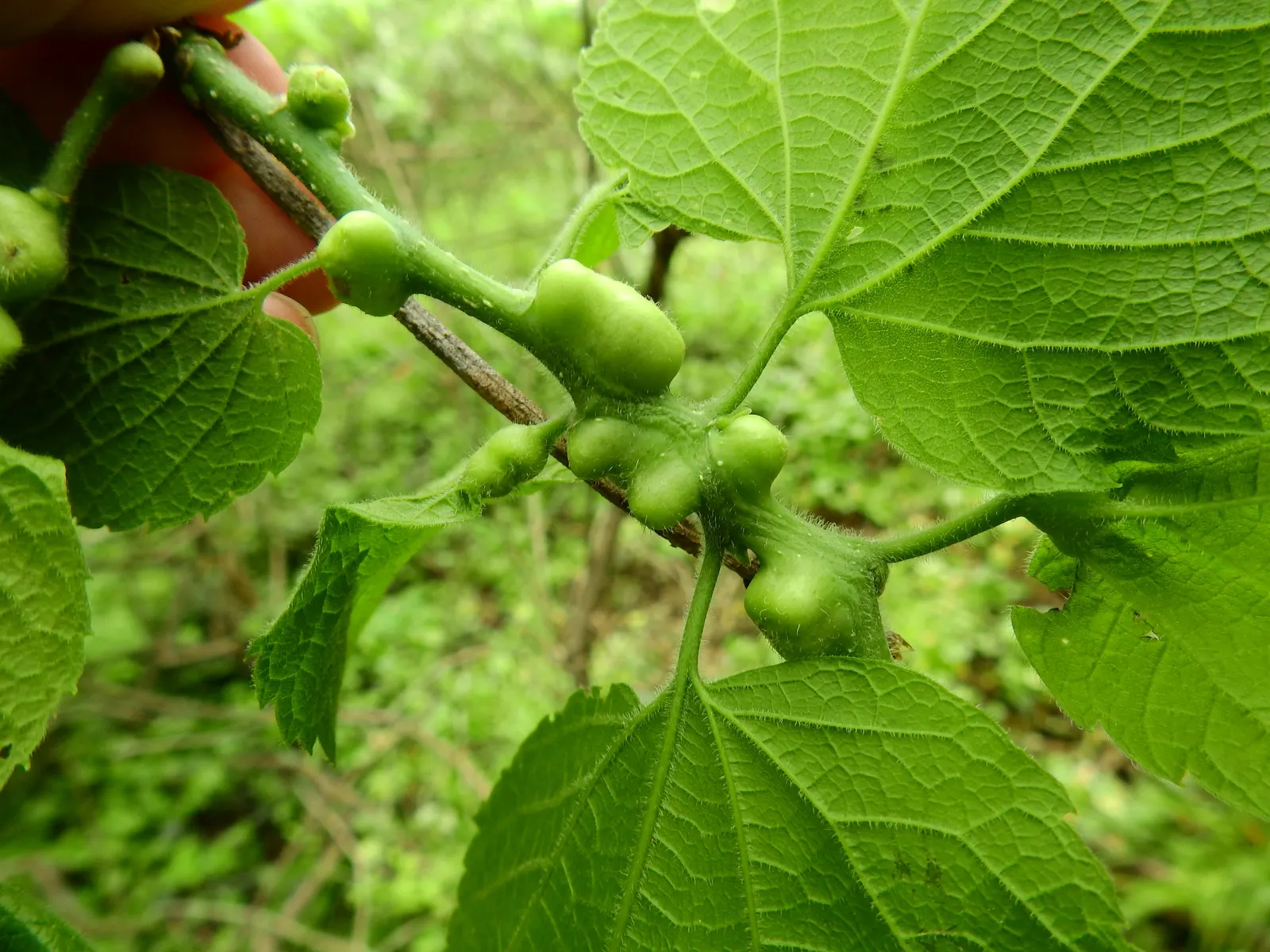 Sugar Hackberry (Celtis Laevigata) — particularly flourishing in the southern United States