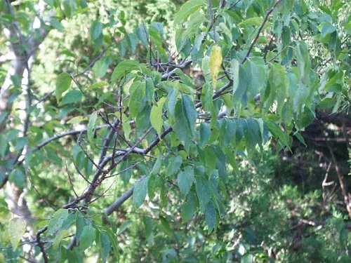 Sugar Hackberry (Celtis Laevigata) — is a deciduous tree native to North America; it's an excellent shade tree for large spaces in USDA zones 5‚Äì9