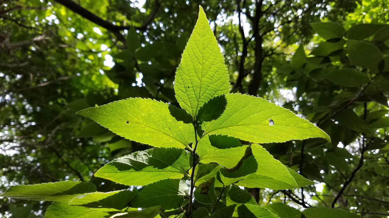 Sugar Hackberry (Celtis Laevigata) — slightly arching branches; deriving its name from the sweet fruit it produces
