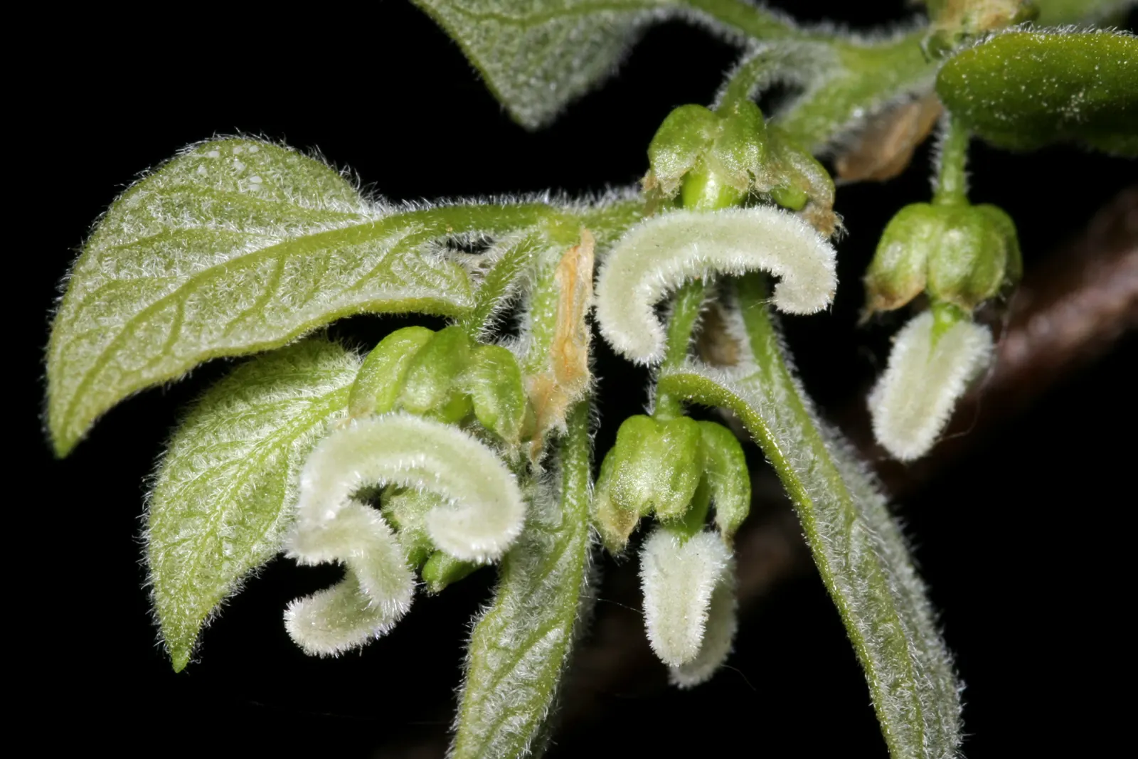 Sugar Hackberry (Celtis Laevigata) — harboring a plethora of birds and small mammals.<br><br>Sturdy and long-lived