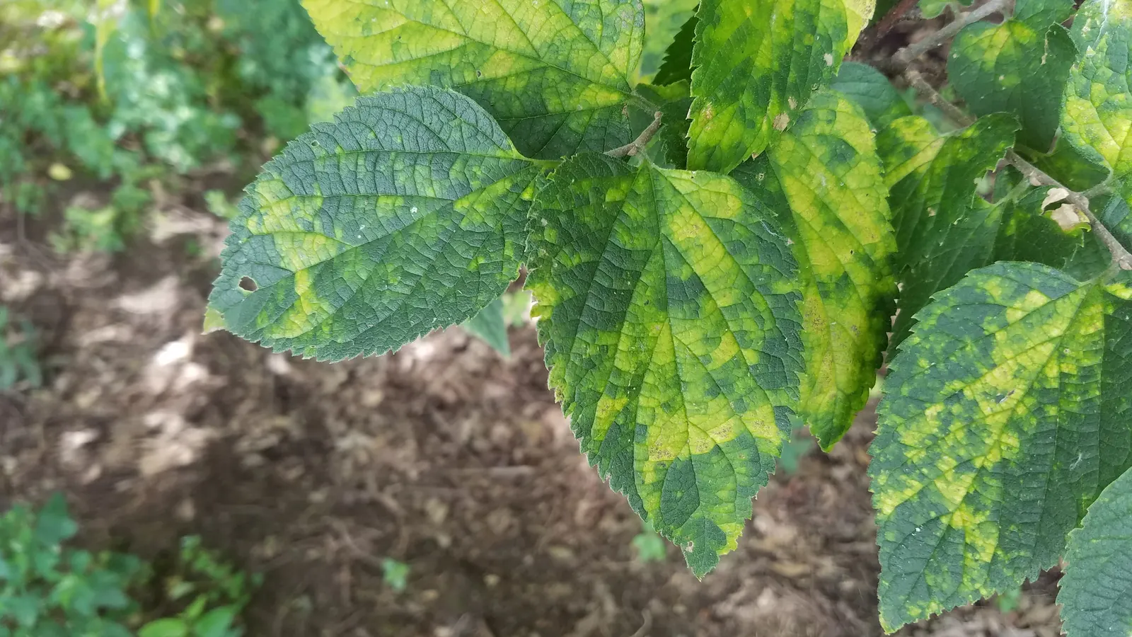 Sugar Hackberry (Celtis Laevigata) — deriving its name from the sweet fruit it produces; offering year-round interest and an inviting habitat for, image 62