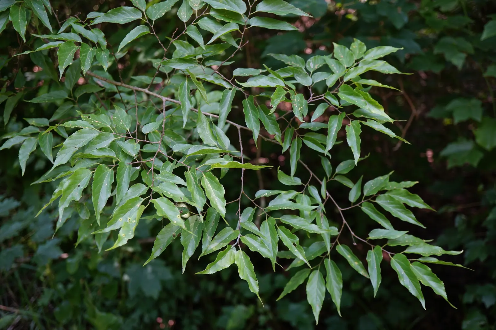 Sugar Hackberry (Celtis Laevigata) — This hardy species tolerates a variety of soil types and is drought-resistant once established