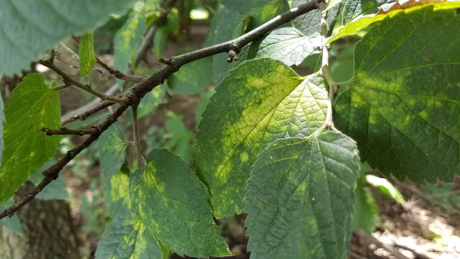 Sugar Hackberry (Celtis Laevigata) — particularly flourishing in the southern United States; typically reaching heights of 60 to 80 feet with a canopy spread