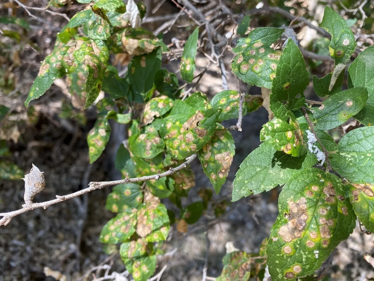Sugar Hackberry (Celtis Laevigata) — This hardy species tolerates a variety of soil types and is drought-resistant once established; the Sugar Hackberry is a