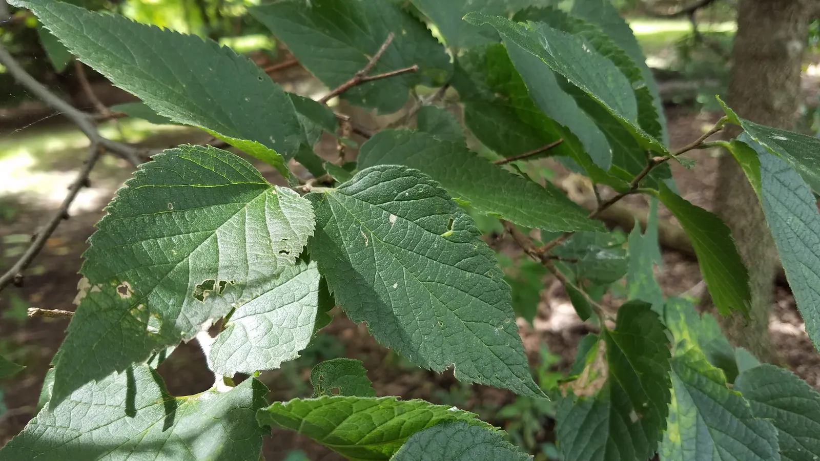 Sugar Hackberry (Celtis Laevigata) — reaching heights of 60-80 feet with a spread of 40-60 feet; this tree is valued for its ability to adapt to a, image 56