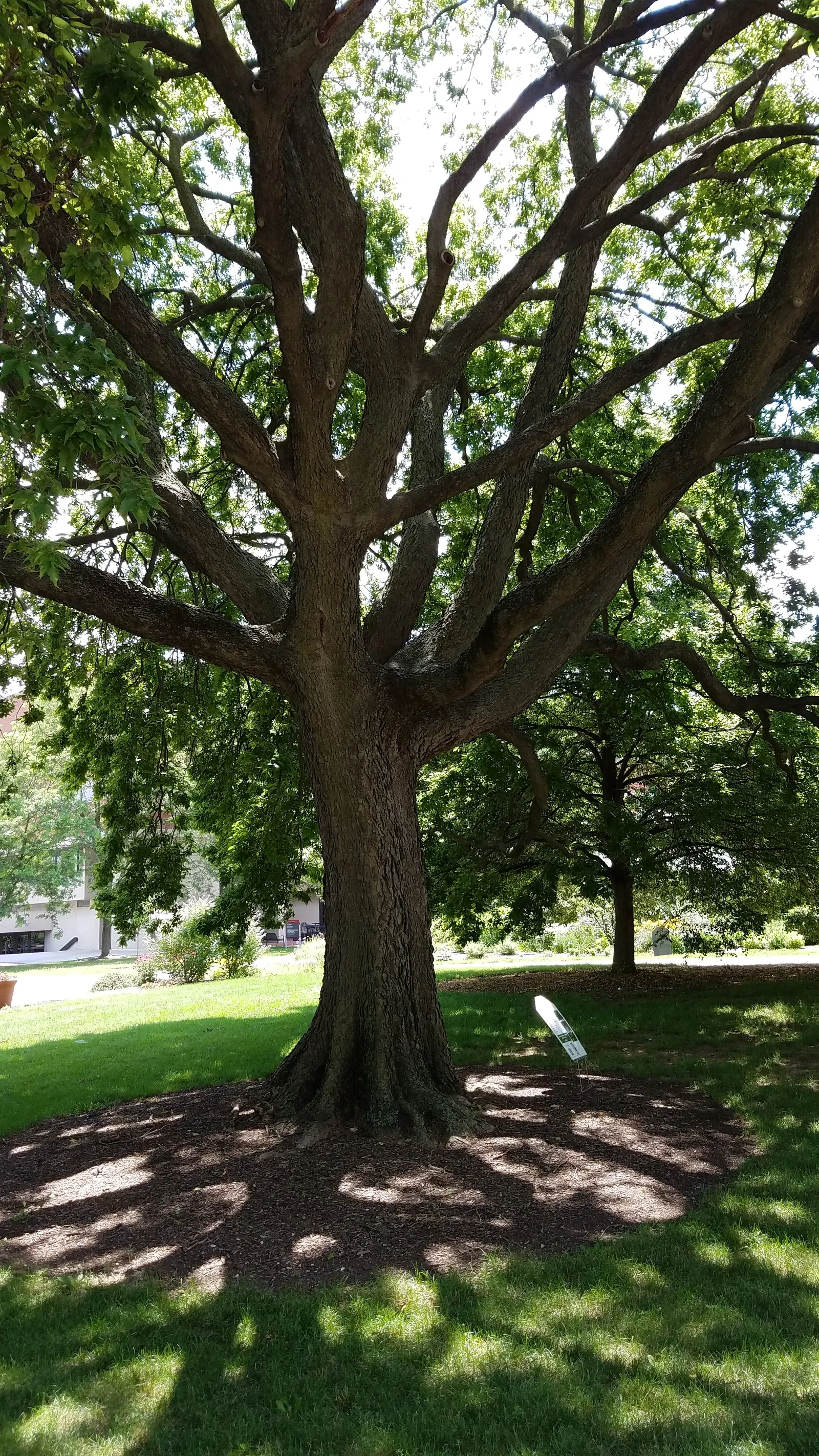 Sugar Hackberry (Celtis Laevigata) — but the orange-red to dark purple berries that follow are a boon for local wildlife