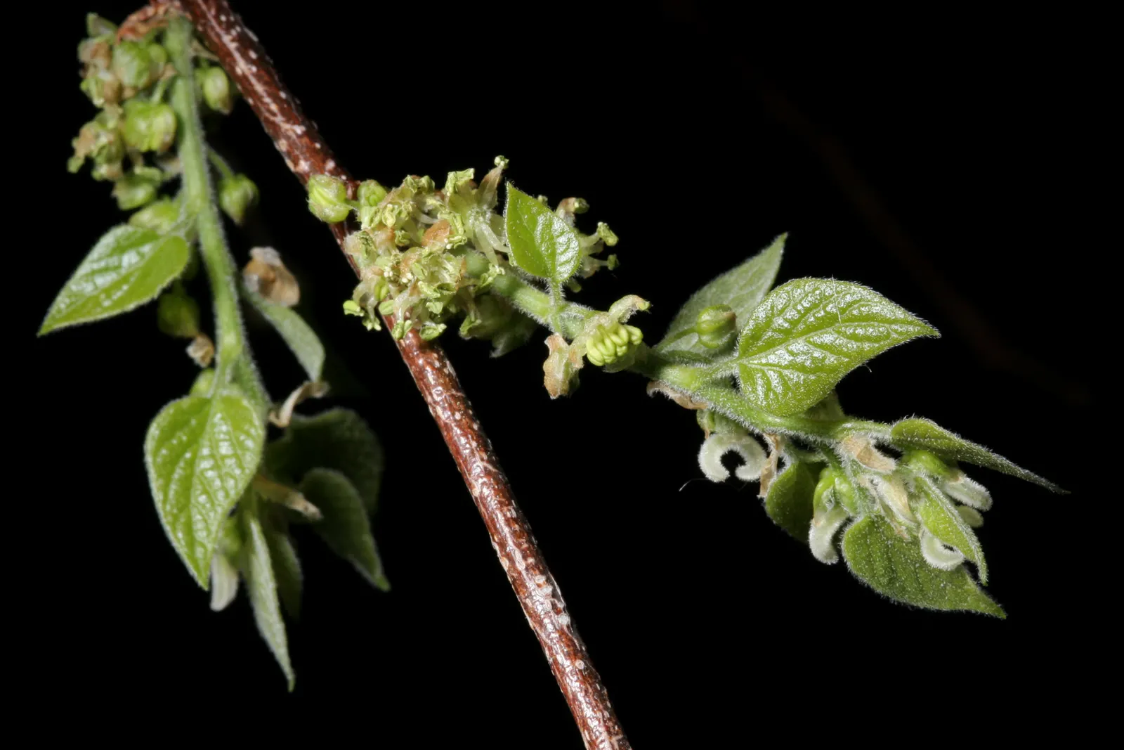 Sugar Hackberry (Celtis Laevigata) — reaching heights of 60-80 feet with a spread of 40-60 feet; this tree is valued for its ability to adapt to a variety of