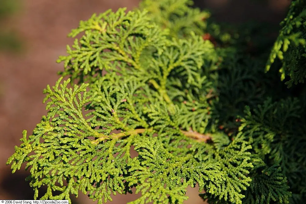 Hinoki Cypress (Chamaecyparis Obtusa 'Kosteri') — gracefully curving branches